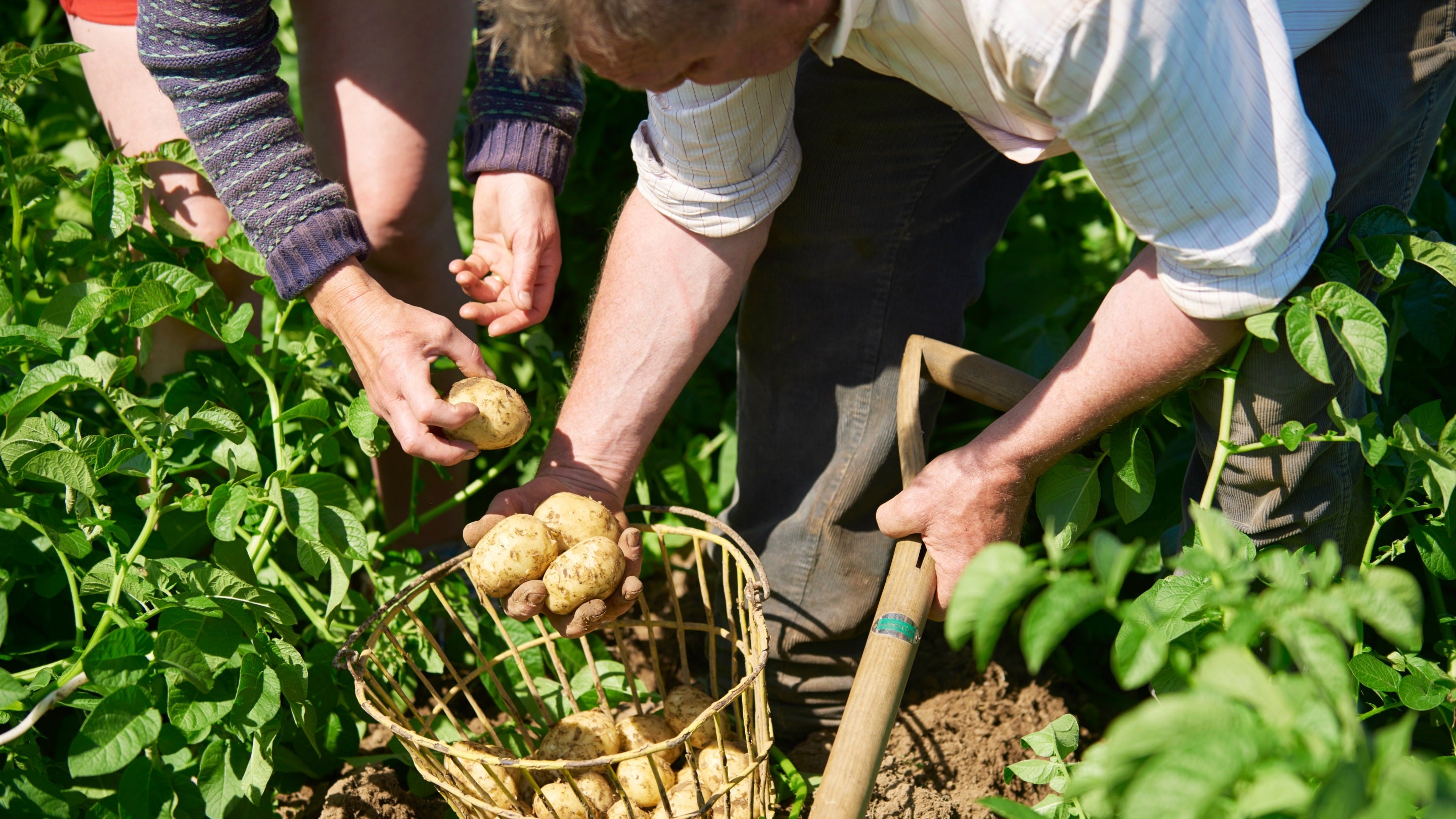 Tenant farmers Peter and Gina Smithies inspect their crop of new potatoes at Trehill Farm, Pembrokeshire