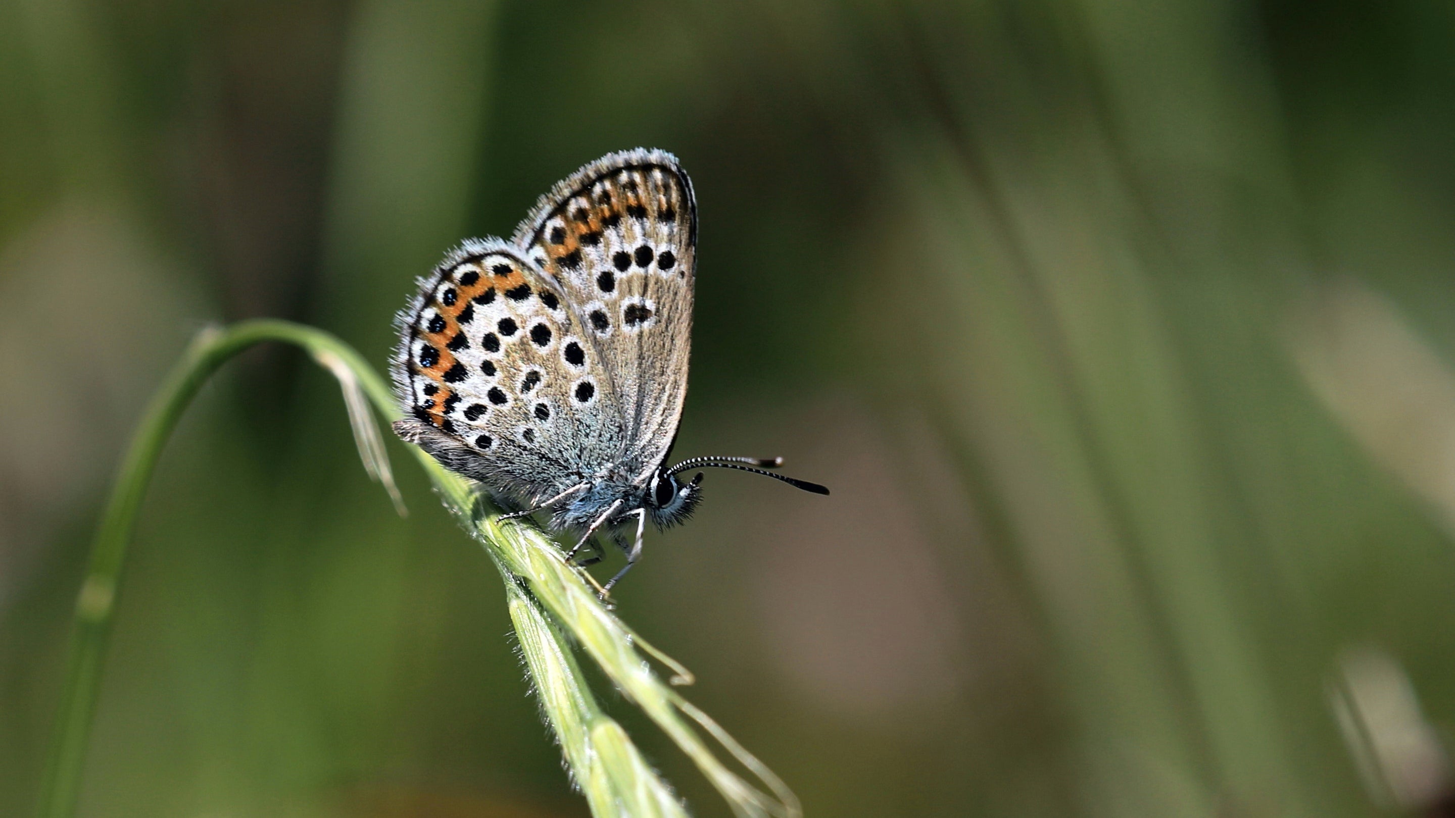Close-up of a silver-studded blue butterfly on the Great Orme in Wales