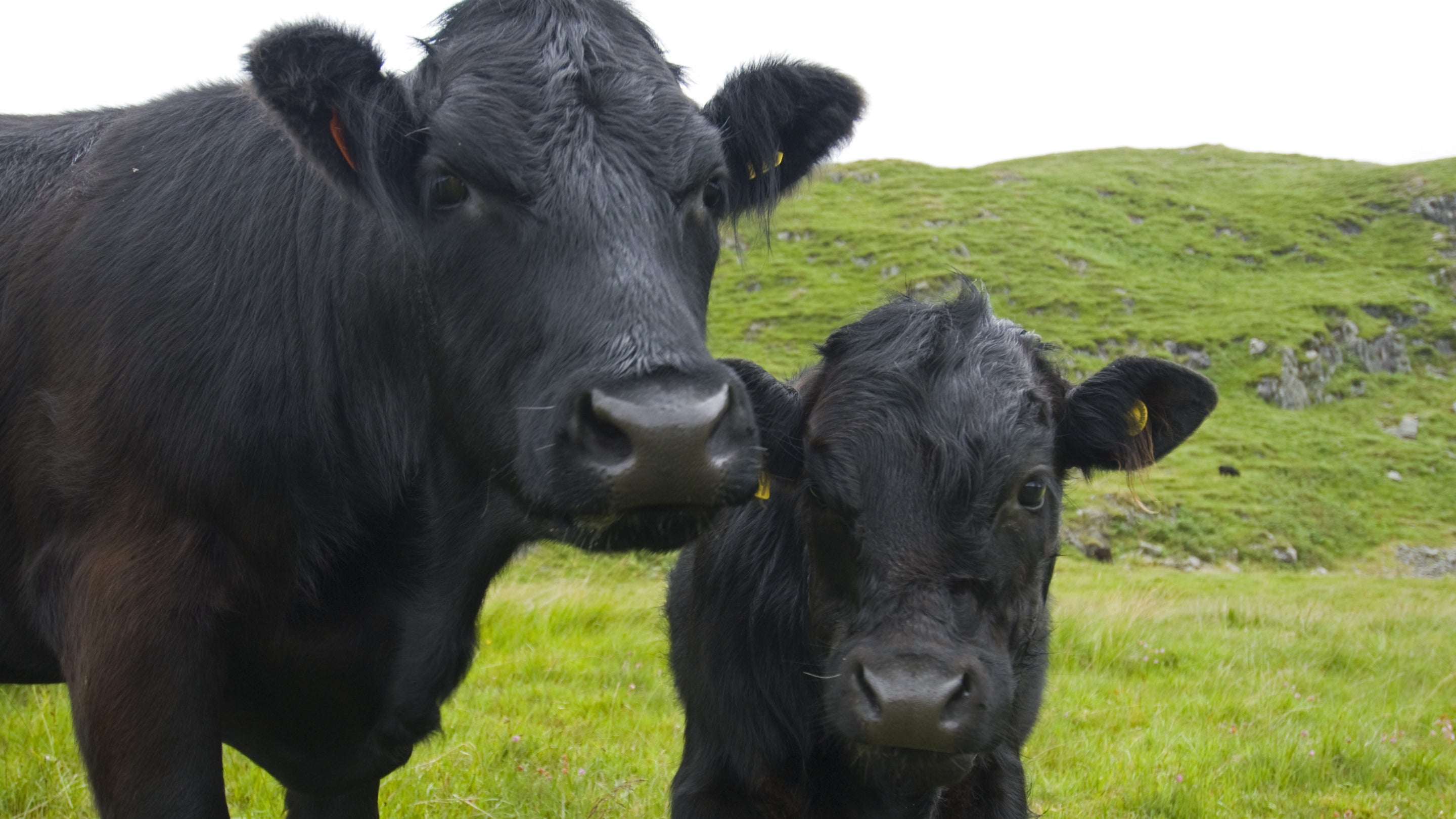 Welsh Black cattle in Snowdonia, Wales