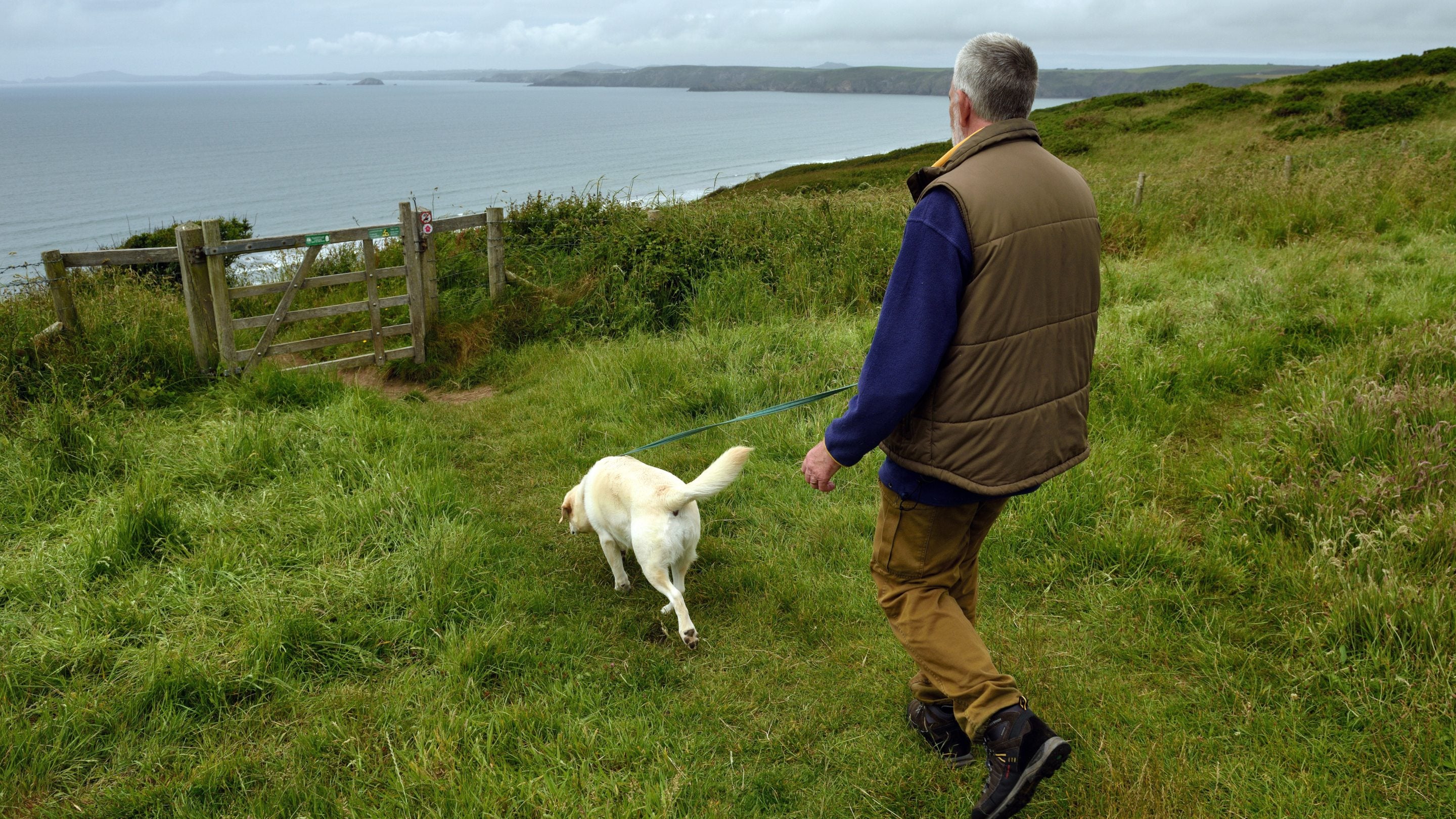 Cerddwr ci ar y llwybr cerdded yn Stad Southwood, Sir Benfro