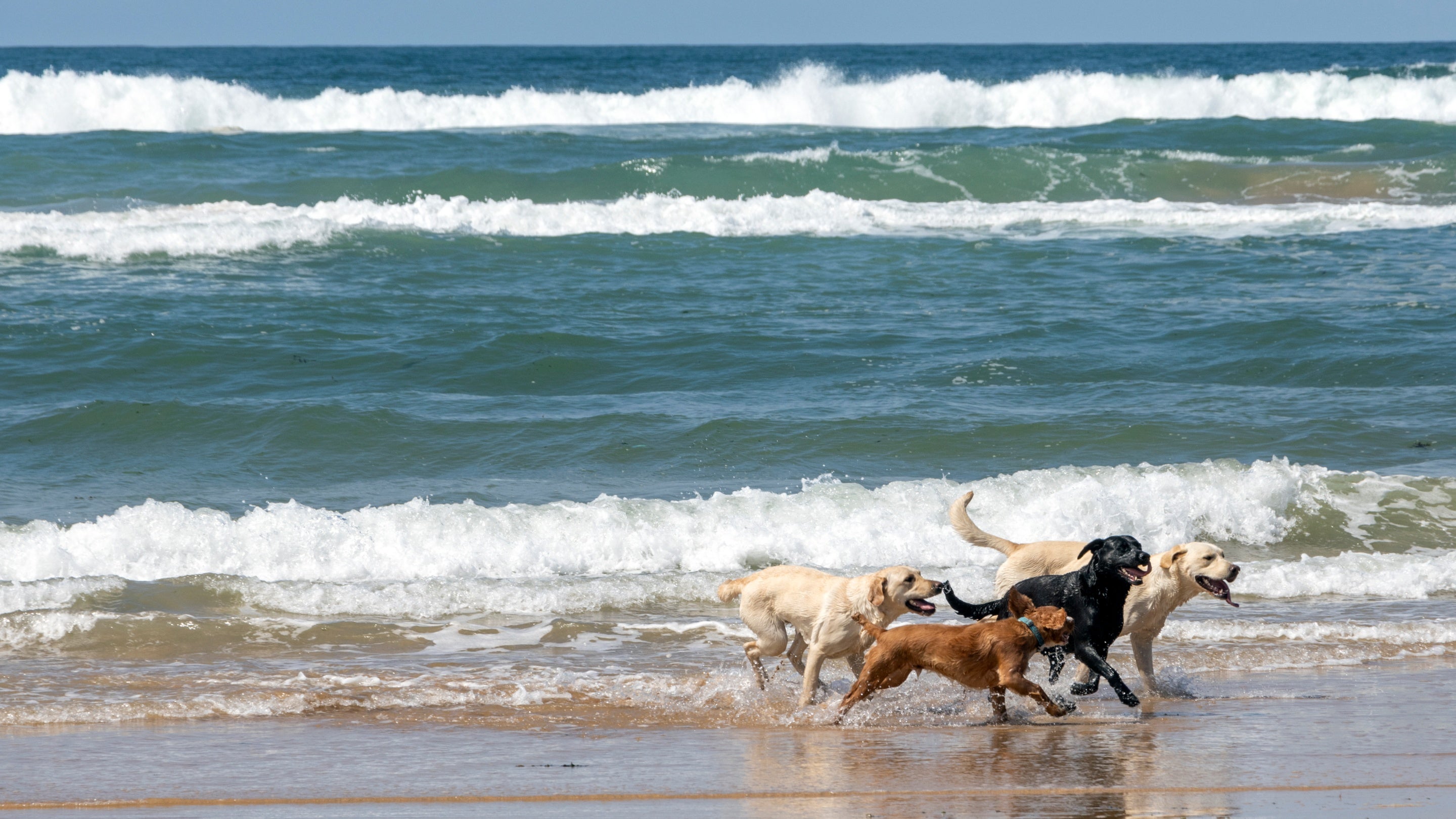 Running dogs at Freshwater West, Pembrokeshire