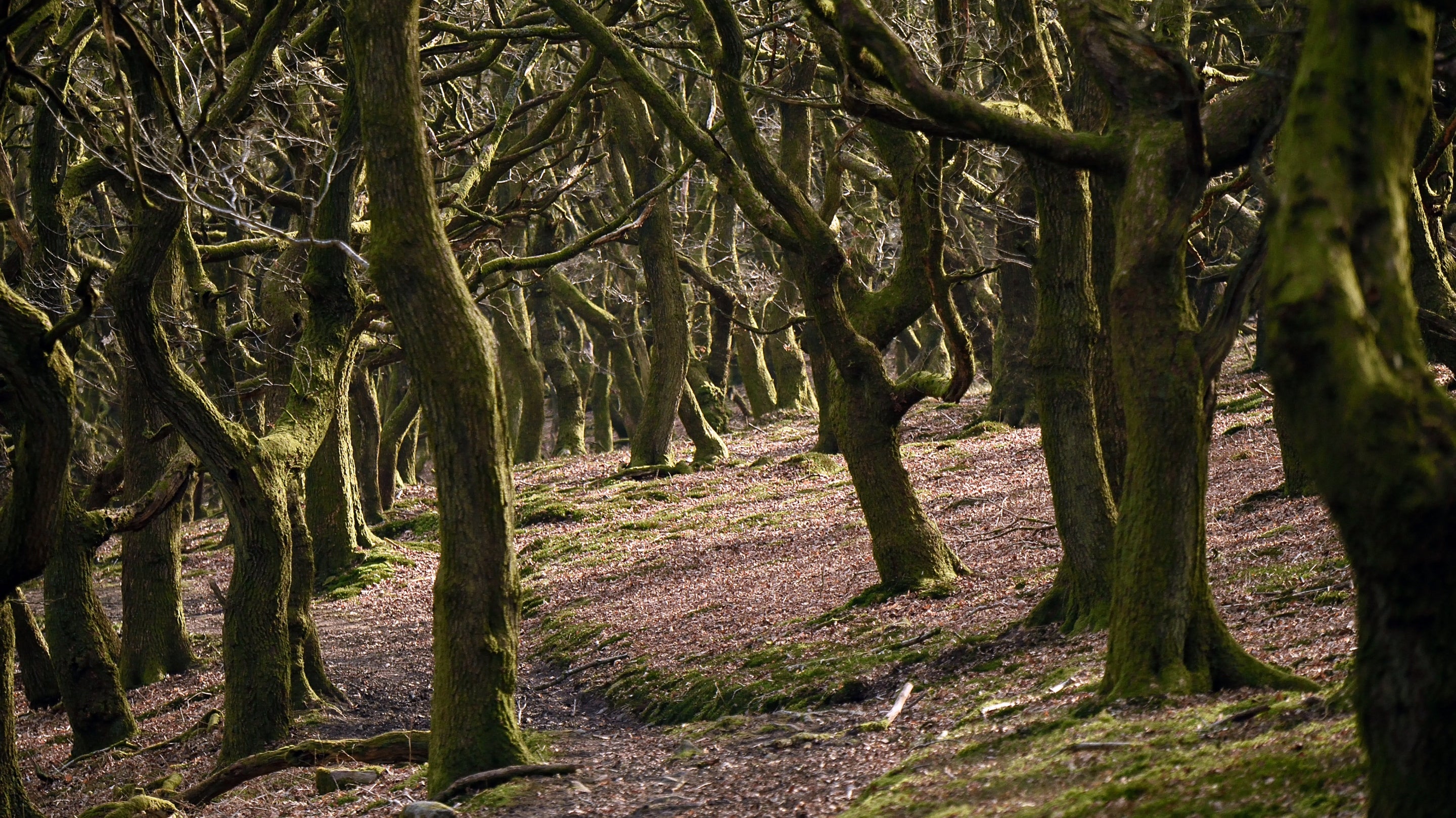 Haunted forests and woods | Visit | National Trust