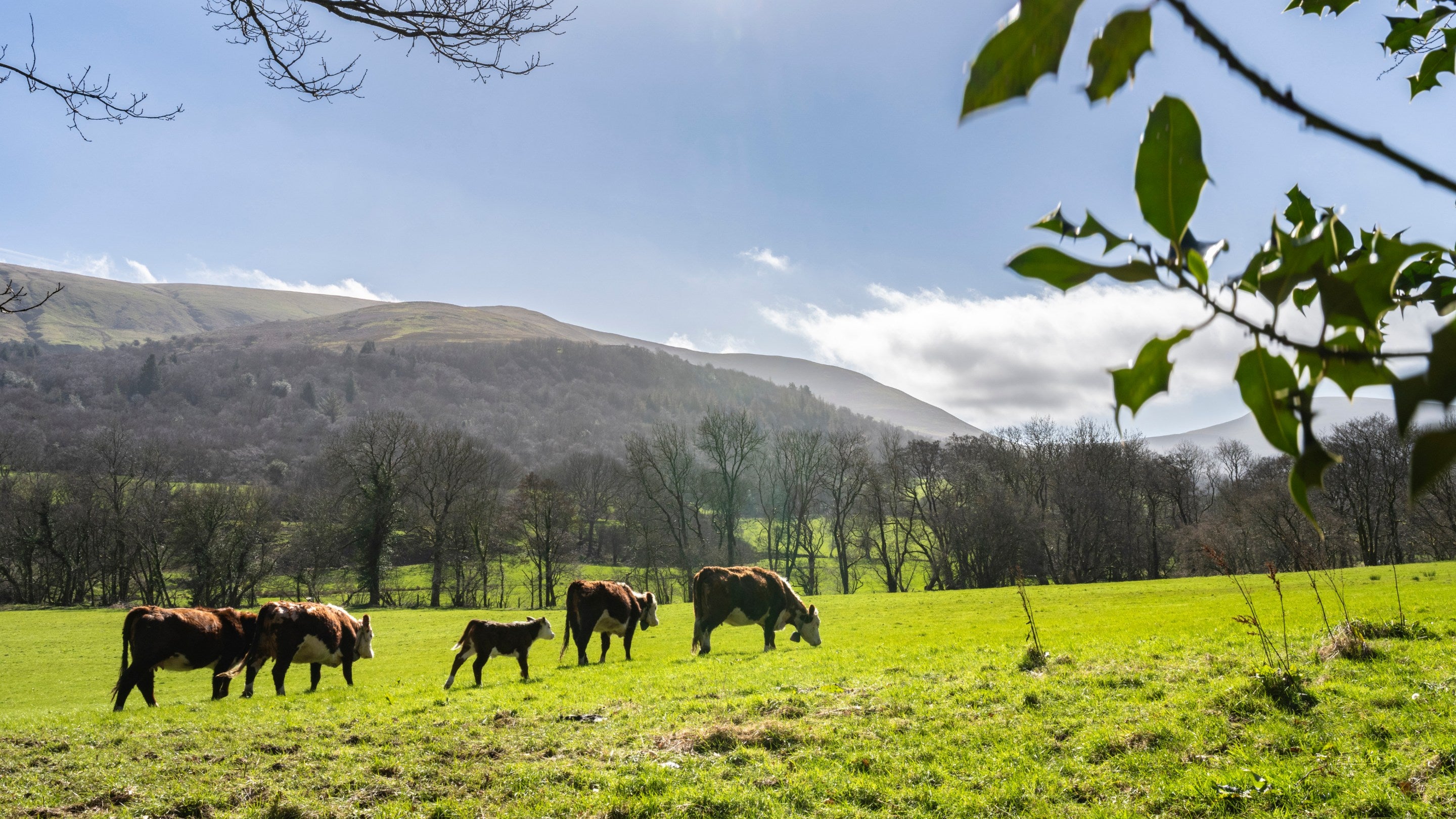 A herd of five Herefordshire cows graze in a field at Ty Mawr Farm near Brecon, Wales. The Brecon Beacons mountain range is in the background.