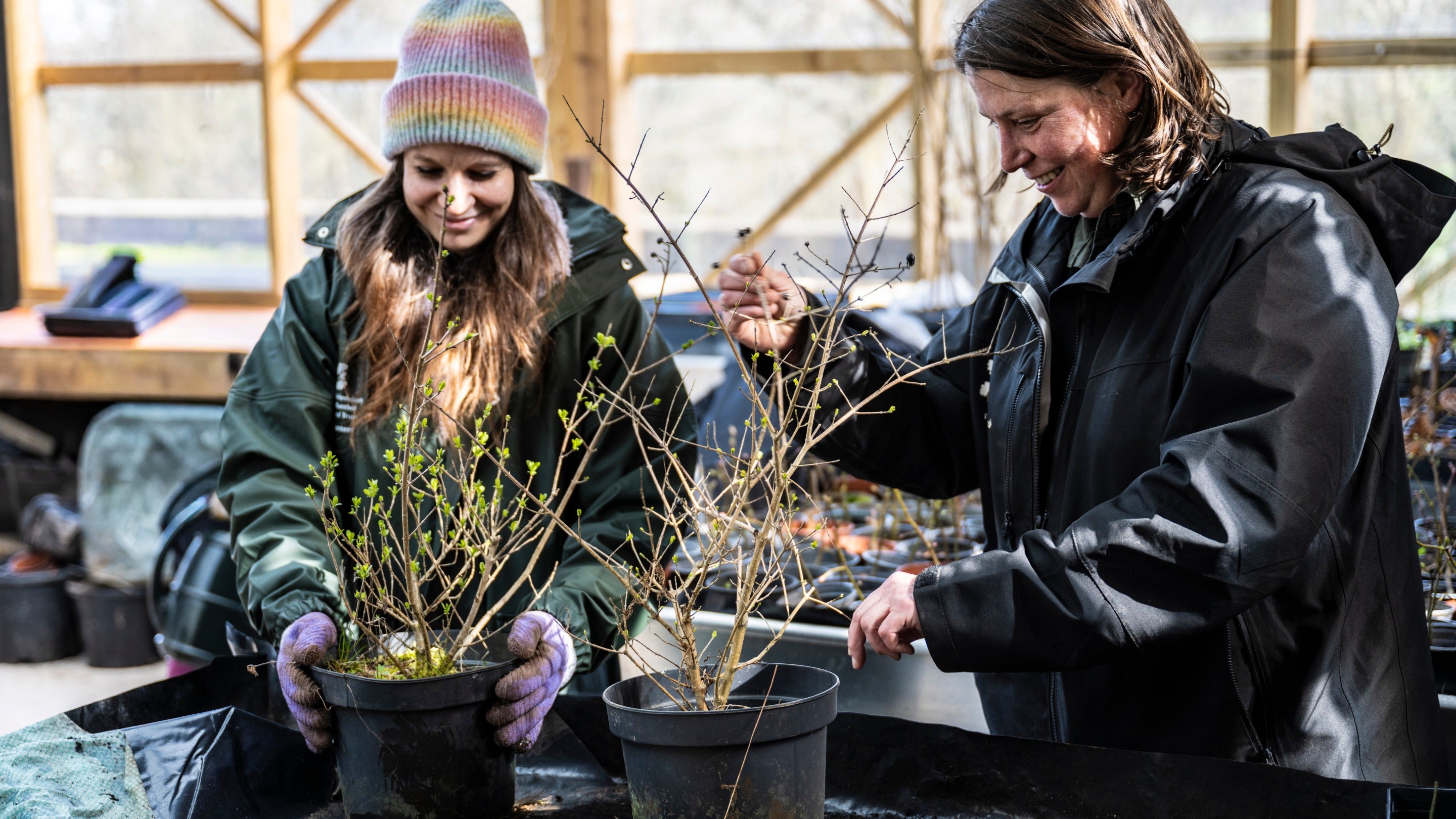 Two people tend to saplings in pots at the tree nursey at Ty Mawr Farm, Bannau Brycheiniog (Brecon Beacons)