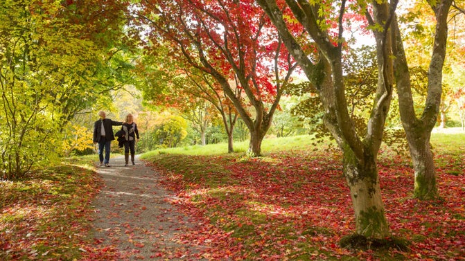 Two people walking under red autumn trees at Bodnant Garden, Conwy