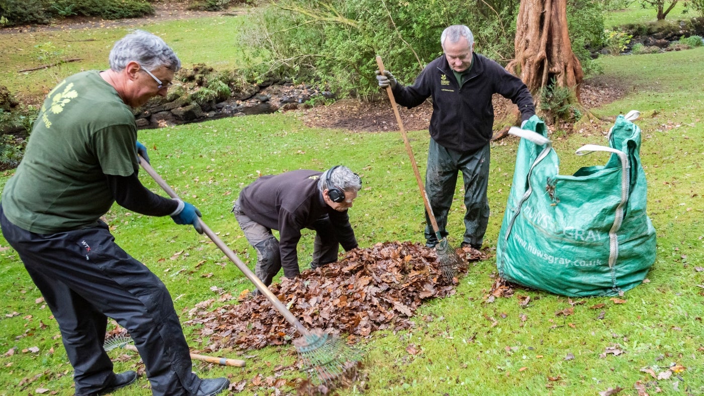 Volunteers clearing away leaves and debris after Storm Arwen, Bodnant Garden