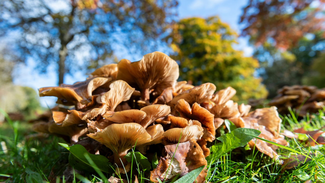 Close up fungi at Bodnant Garden, Conwy