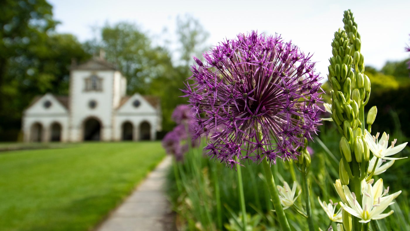 Purple Alliums in flower along the border on the Canal Terrace at Bodnant Garden with the Pin Mill in the background