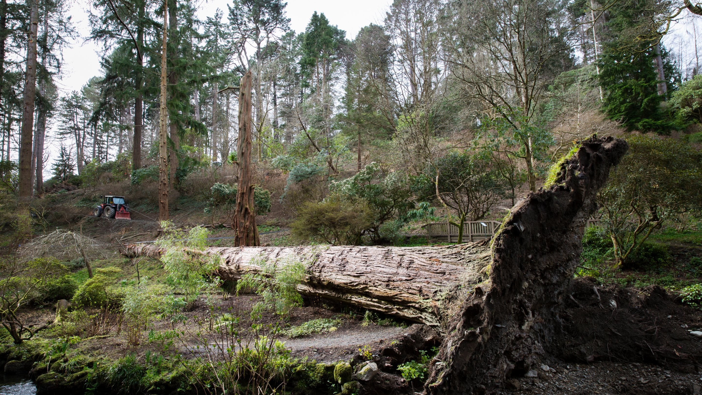 Irreplaceable trees lost in Storm Arwen at Bodnant Gardens, Conwy