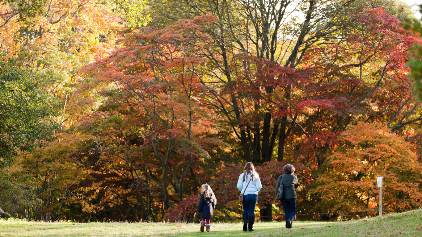 Visitors walk across a grassy lawn beneath a canopy of mature Japanese maples glowing with autumn colour in Bodnant Garden. Shades of red, orange and gold fill the Acer Glade, creating a vibrant woodland scene in warm sunlight.