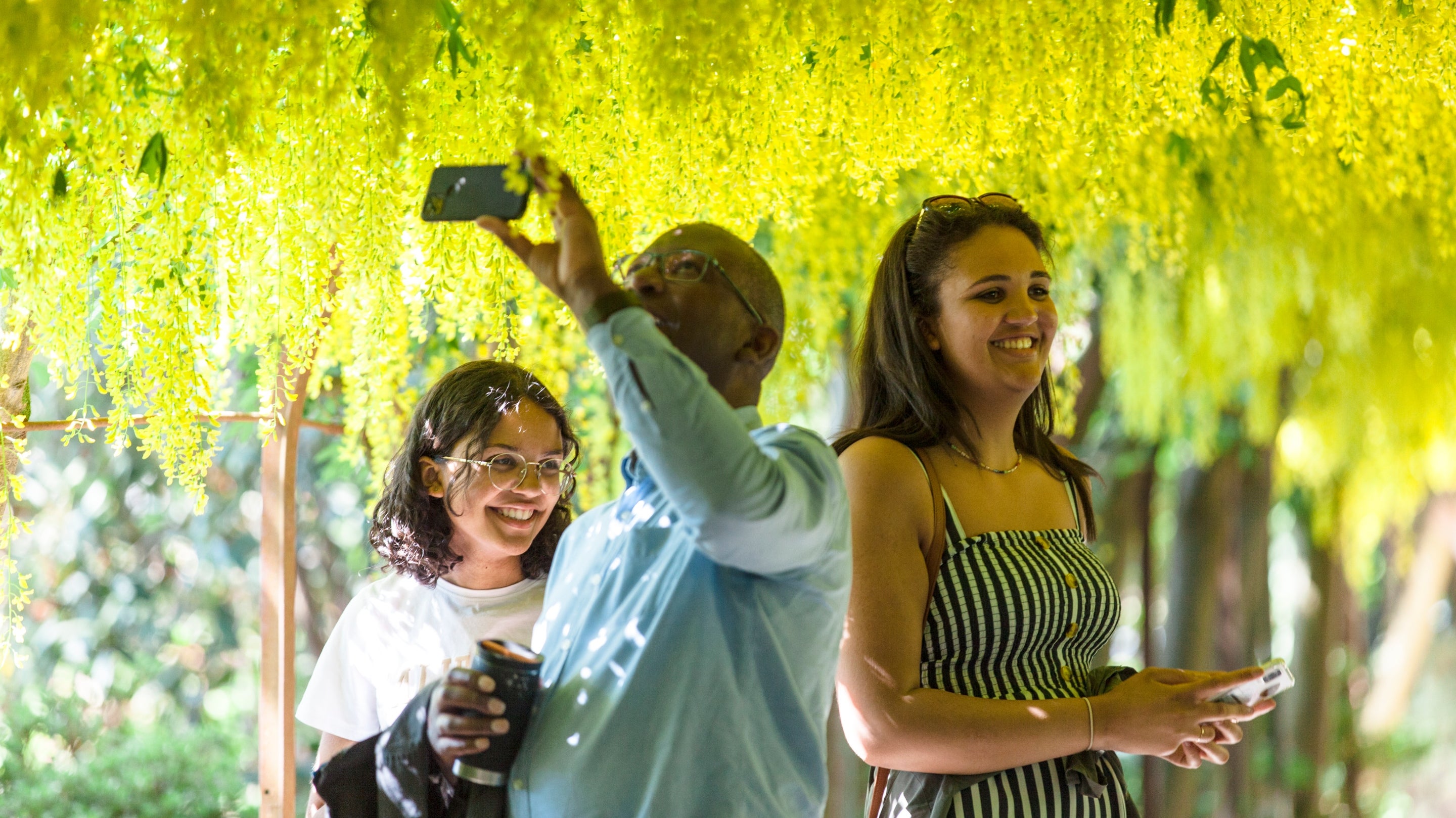 Visitors standing underneath the laburnum arch in bloom at Bodnant Garden, taking photos and laughing with each other.