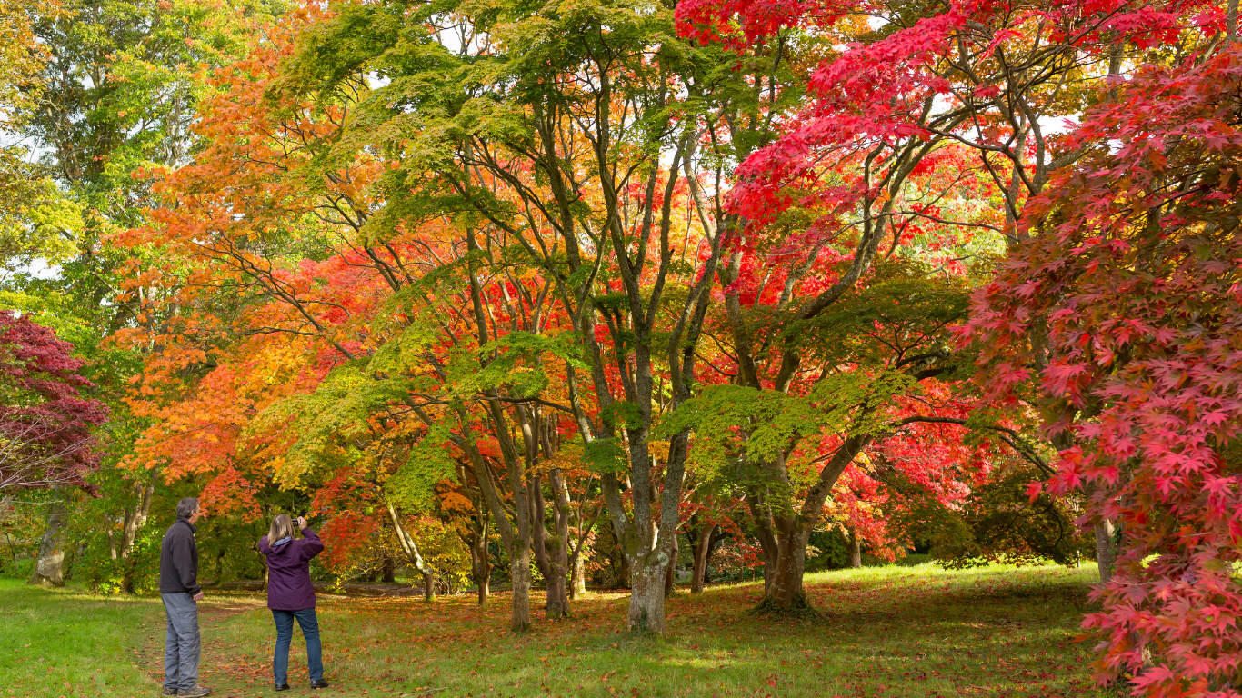 Visitors pause to admire and photograph the vivid autumn foliage in Bodnant Garden's Acer Glade. Japanese maples display striking shades of green, orange and deep crimson, filling the garden with seasonal colour.