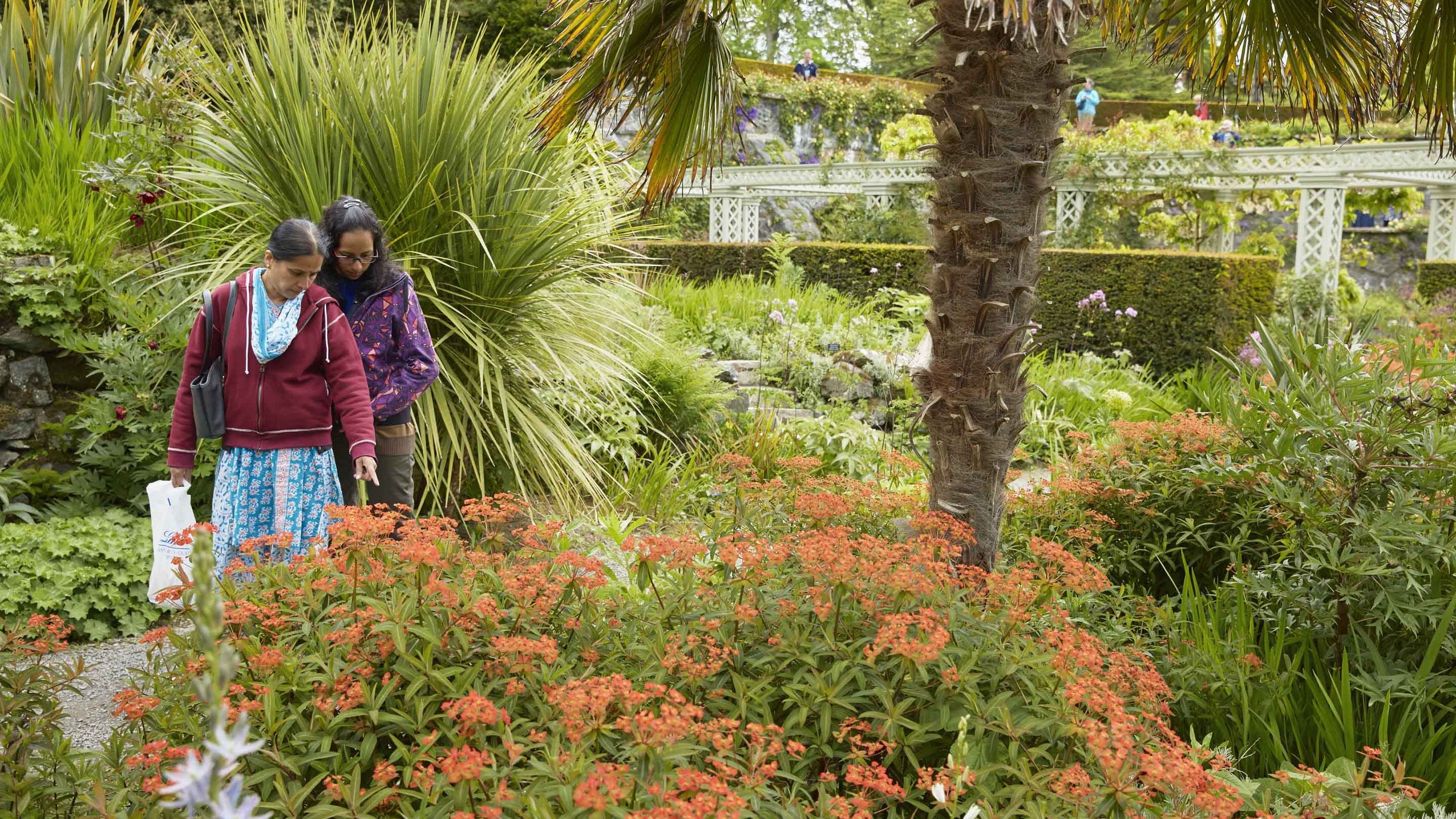 Two visitors looking at plants at Bodnant Garden, Clwyd, Wales