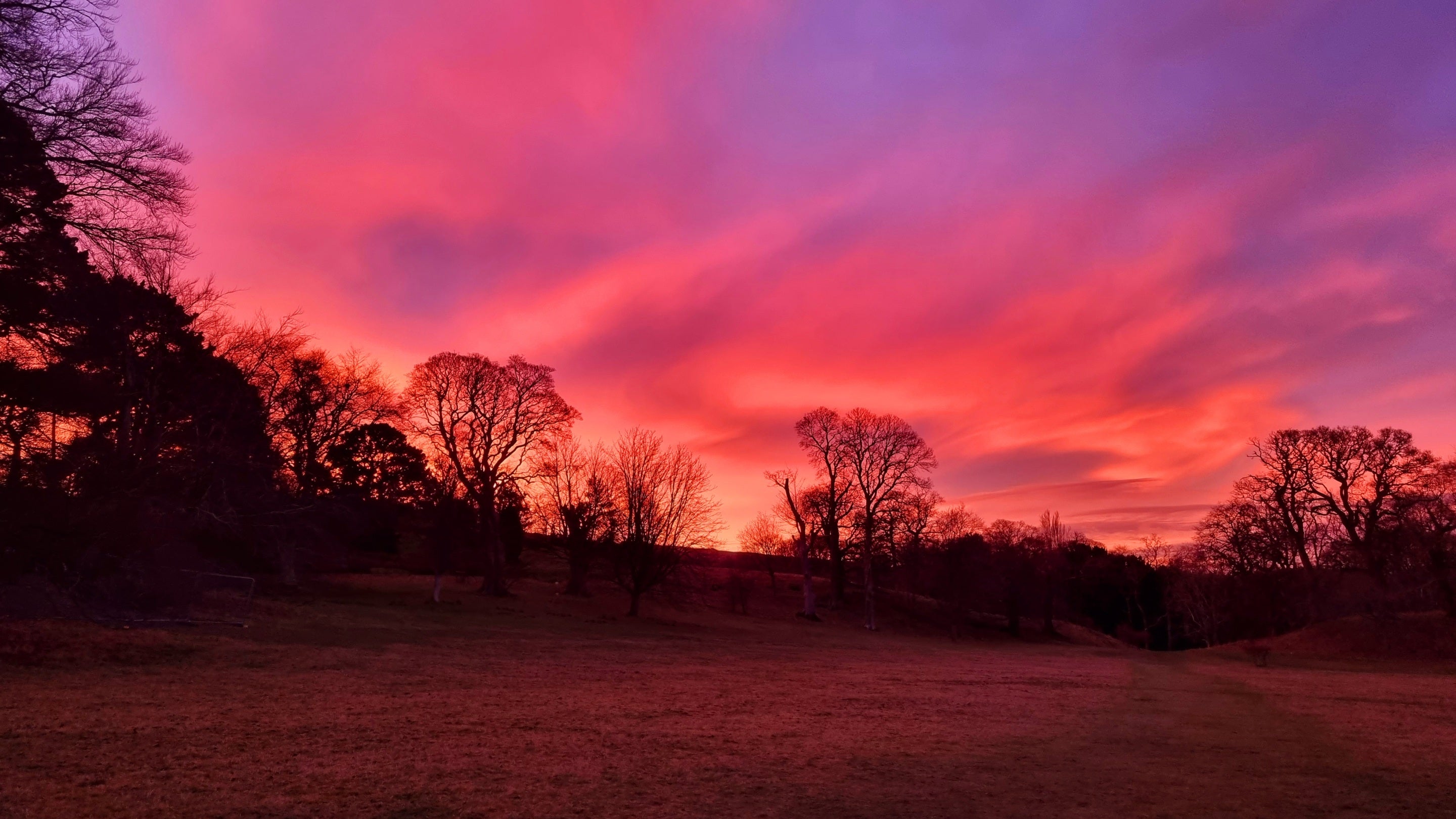 Vibrant pink and purple sky at sunrise above the Old Park at Bodnant Garden, Conwy.