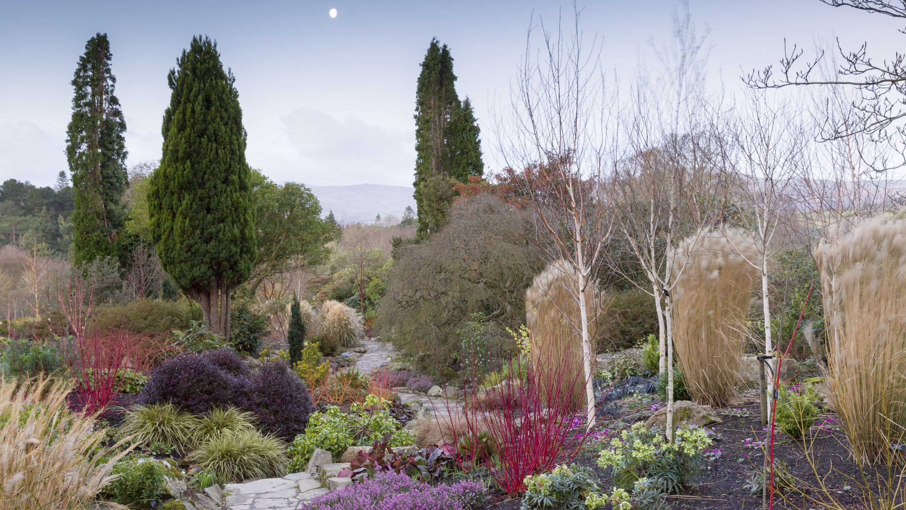 The colourful Winter Garden at Bodnant Garden, Wales, photographed at dawn, Conwy, Wales