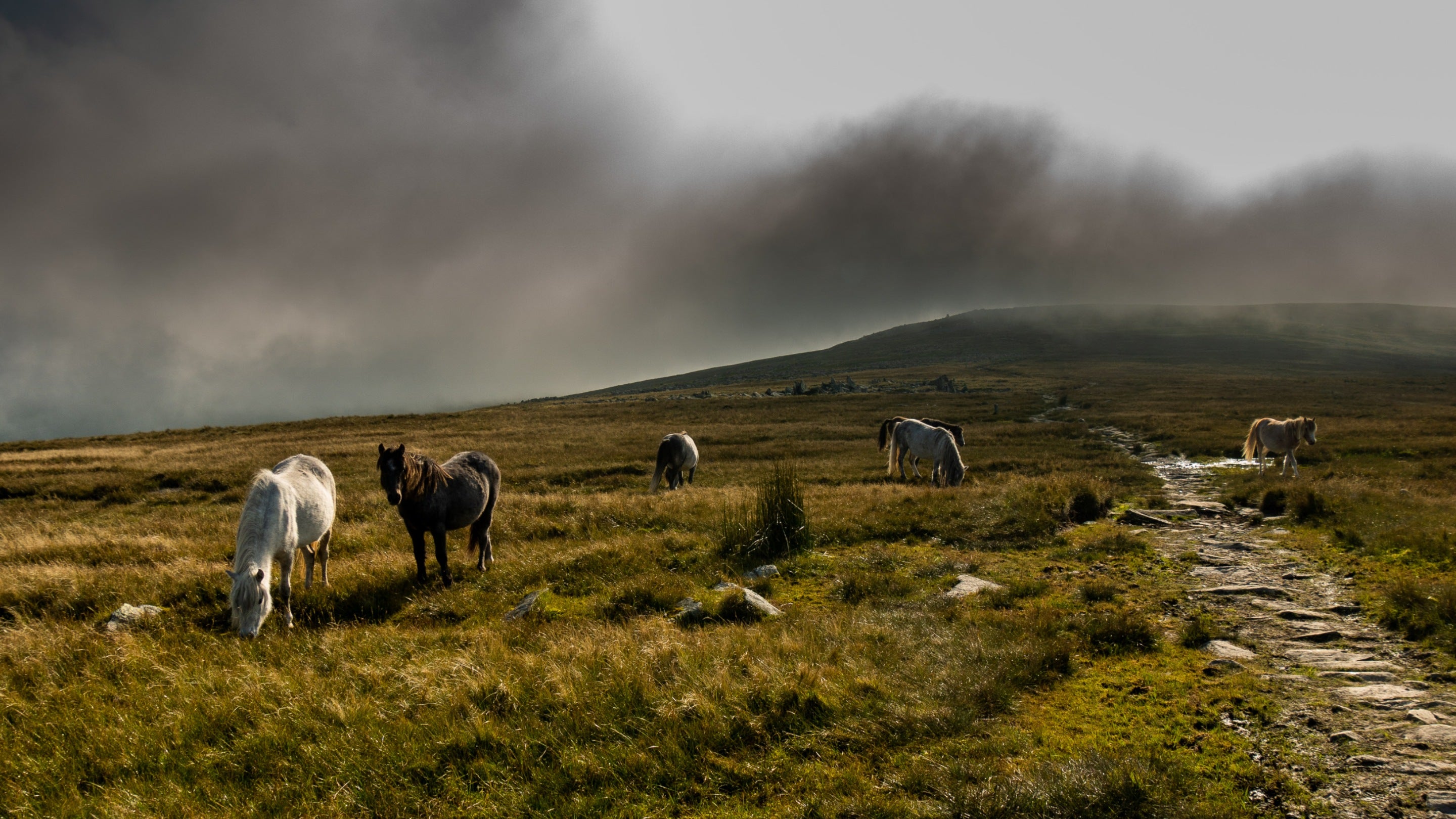 White and brown ponies on a grassy hill top with grey clouds behind