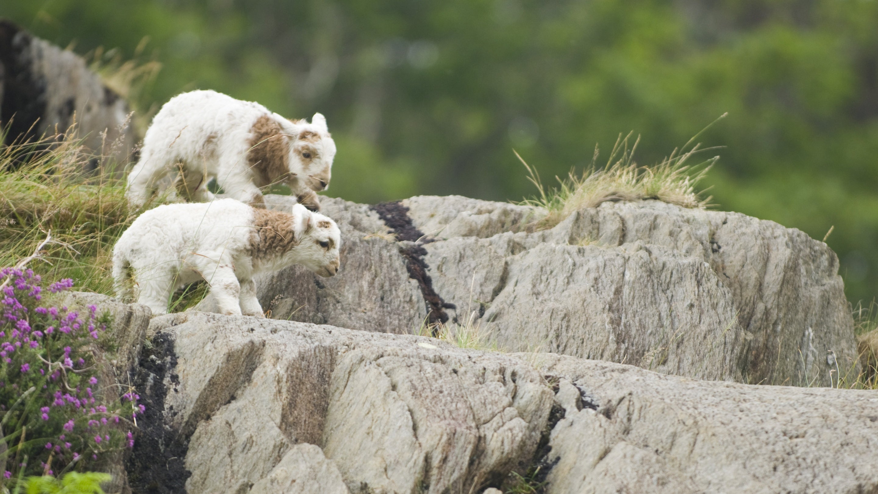Welsh Mountain lambs on Hafod Y Llan farm, Snowdonia
