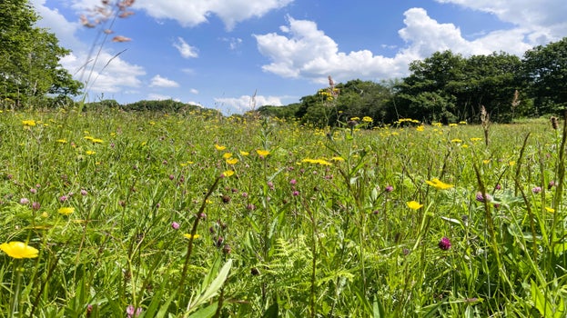 A Coronation meadow near Penmachno