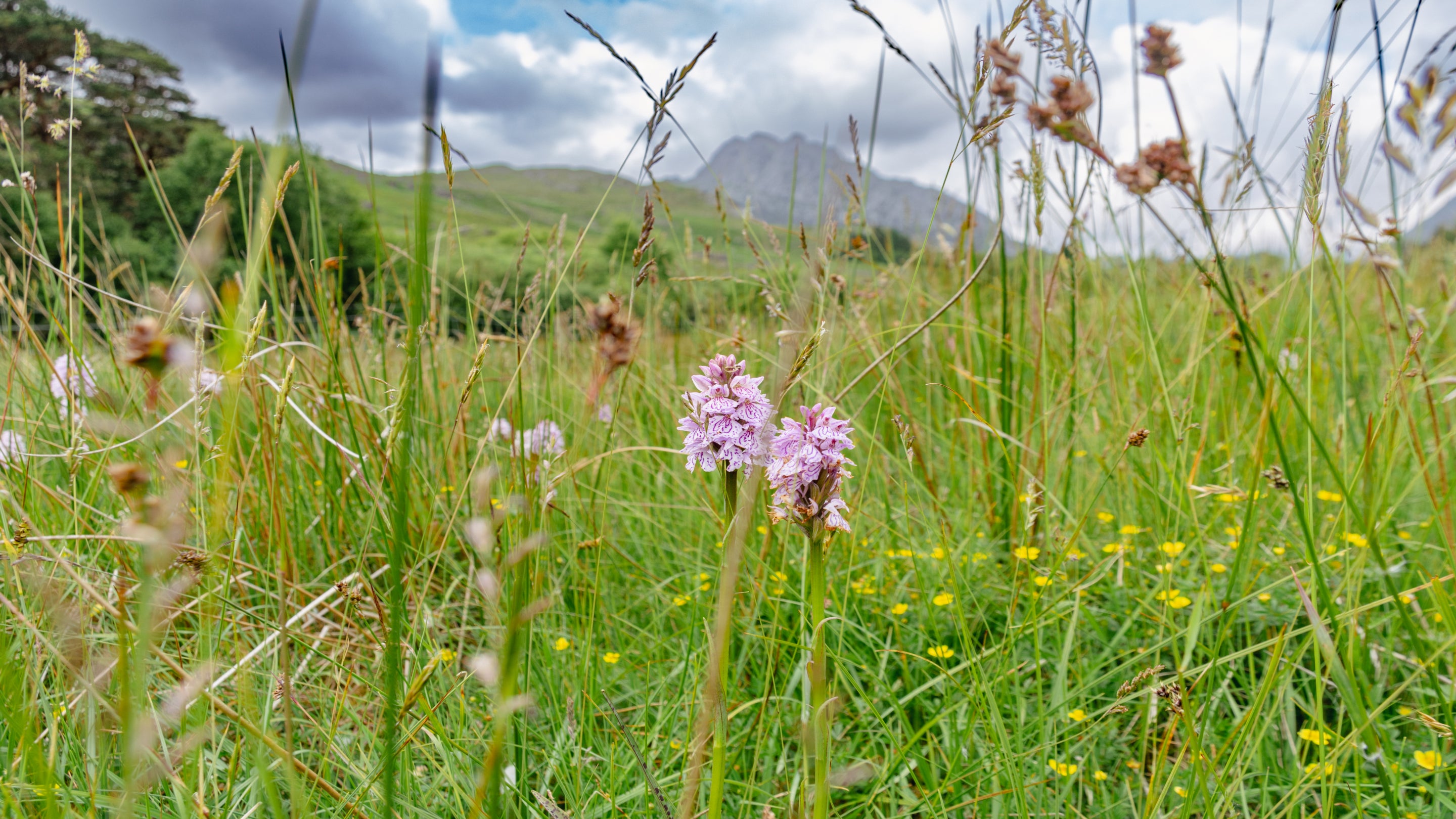 Orchids in a meadow in Nant Ffrancon