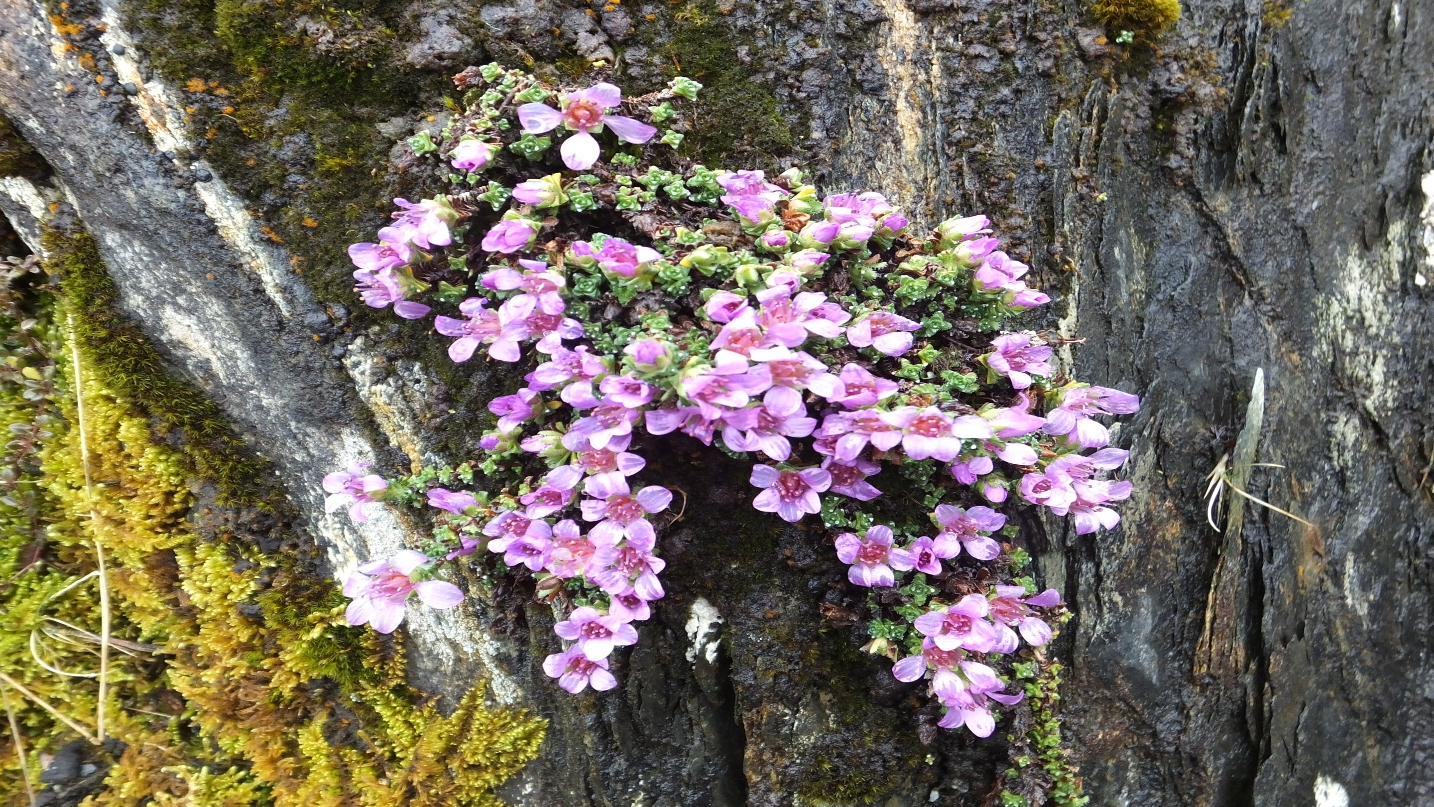 Tormaen Cyferbynddail