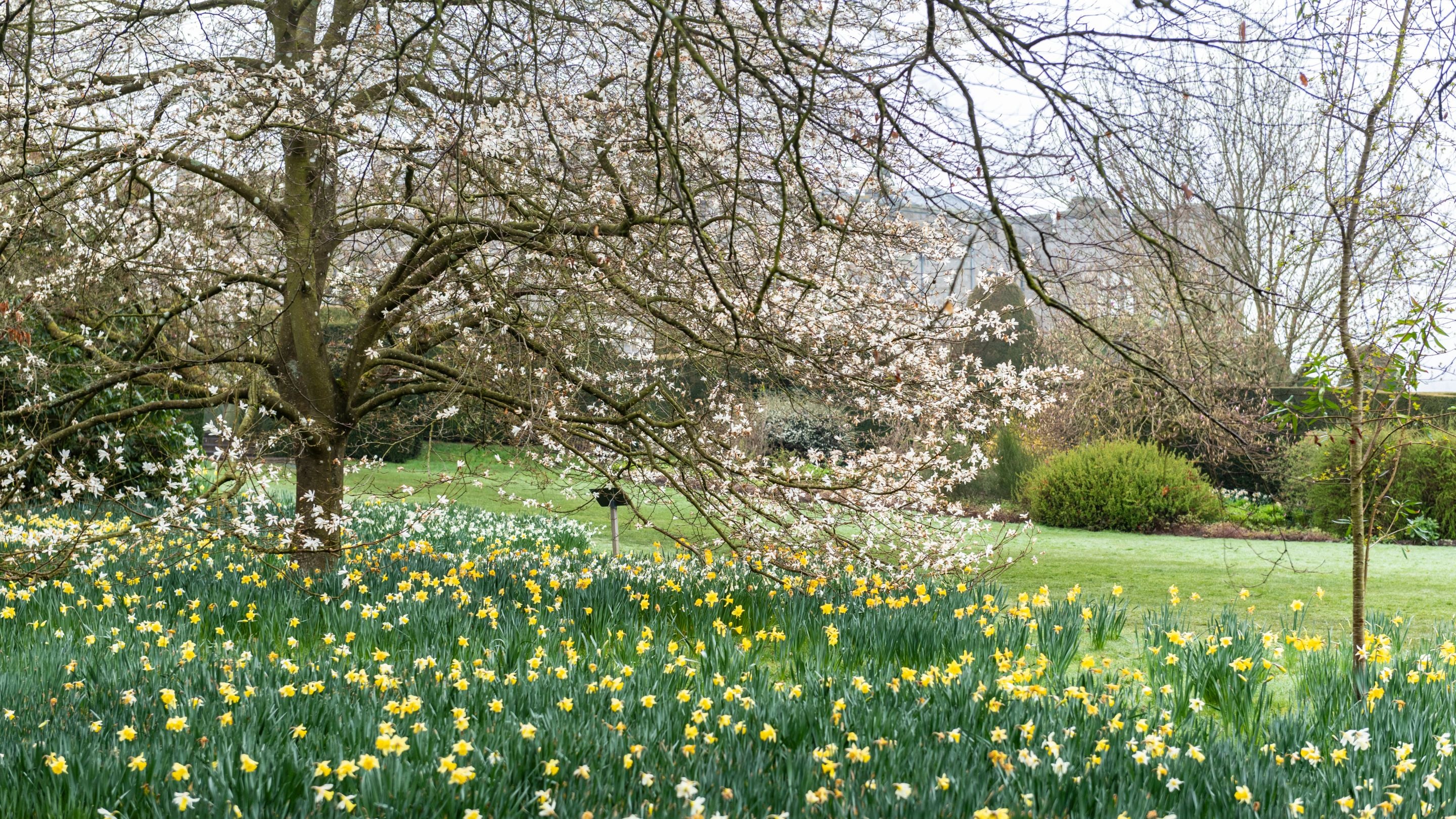 Magnolia yn yr ardd yng Nghastell y Waun gyda’r castell yn y cefndir