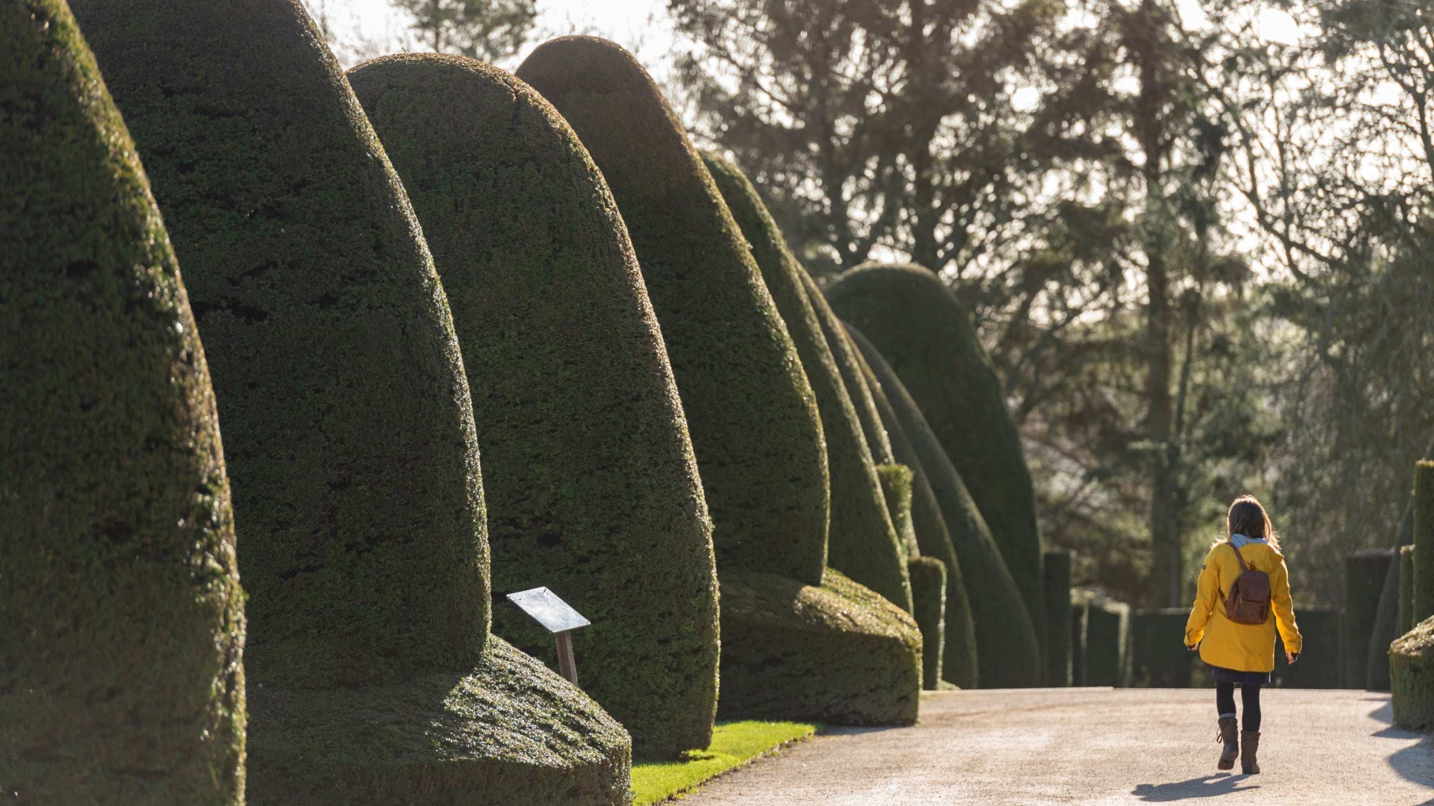 Visitor walking along the giant yew hedge at Chirk Castle, Wrexham, Wales