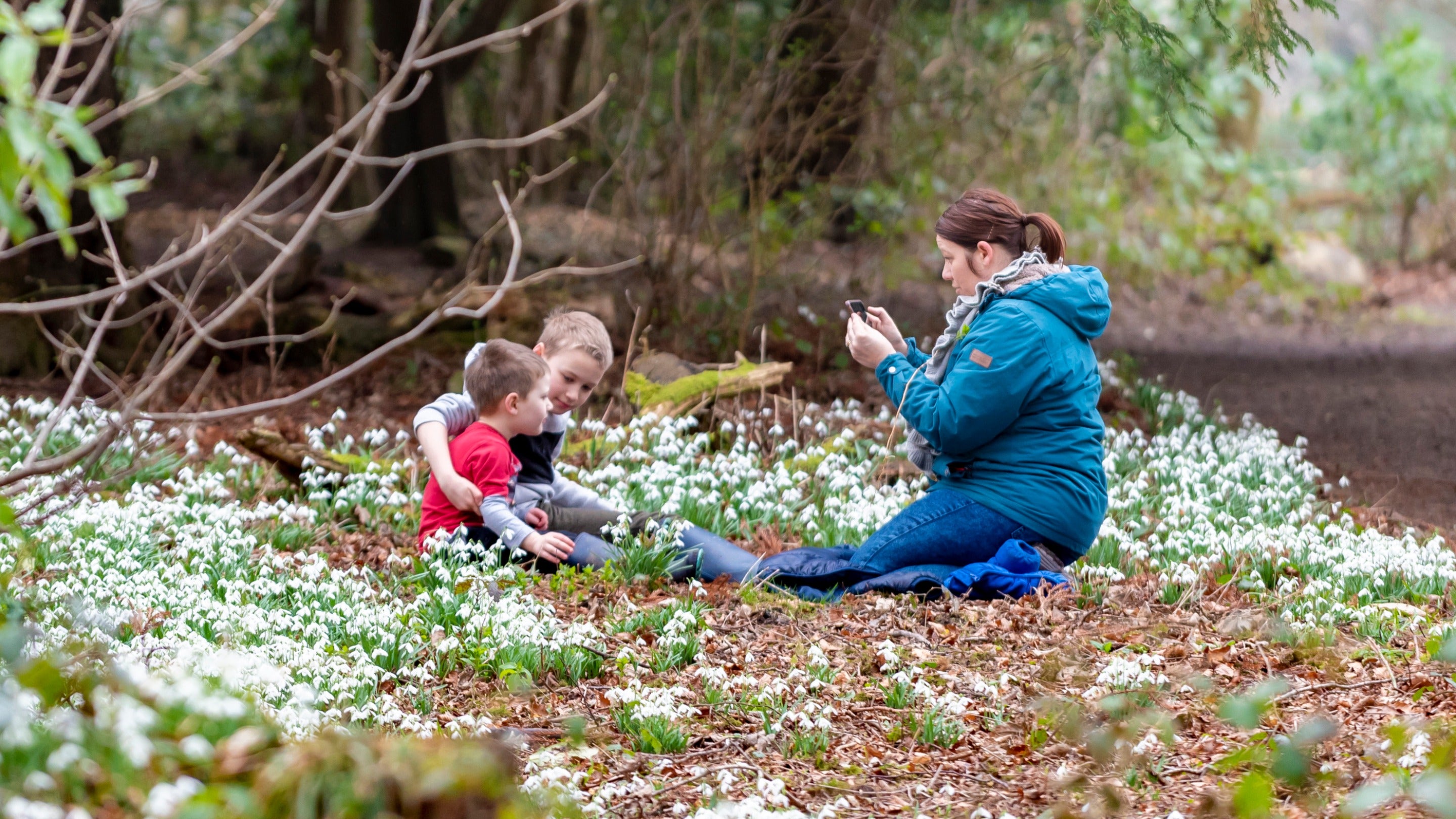 A kneeling woman photographs two boys sat among a swathe of snowdrops in a woodland setting