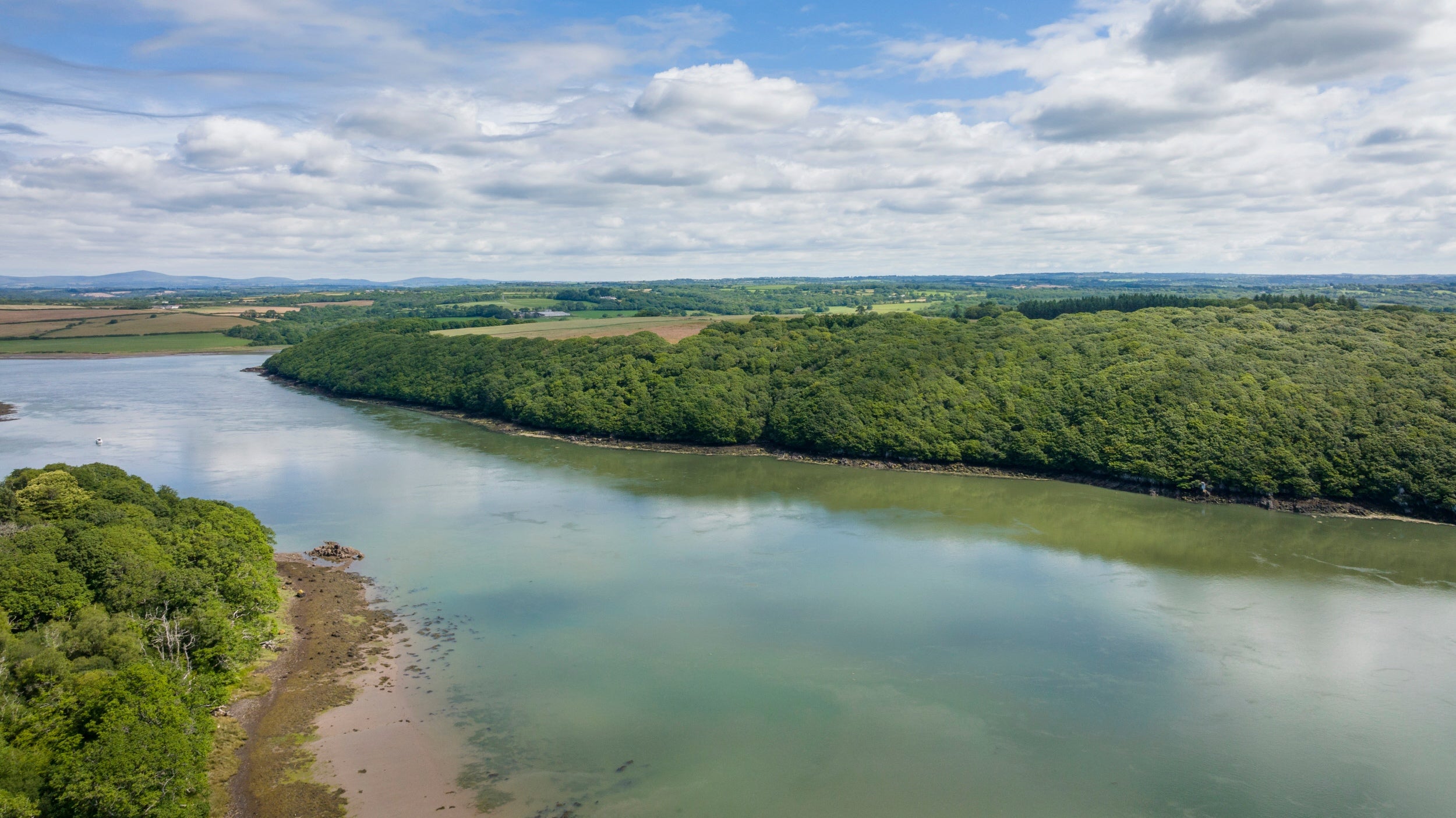 The ancient oak woodlands at Cleddau, Pembrokeshire, Wales