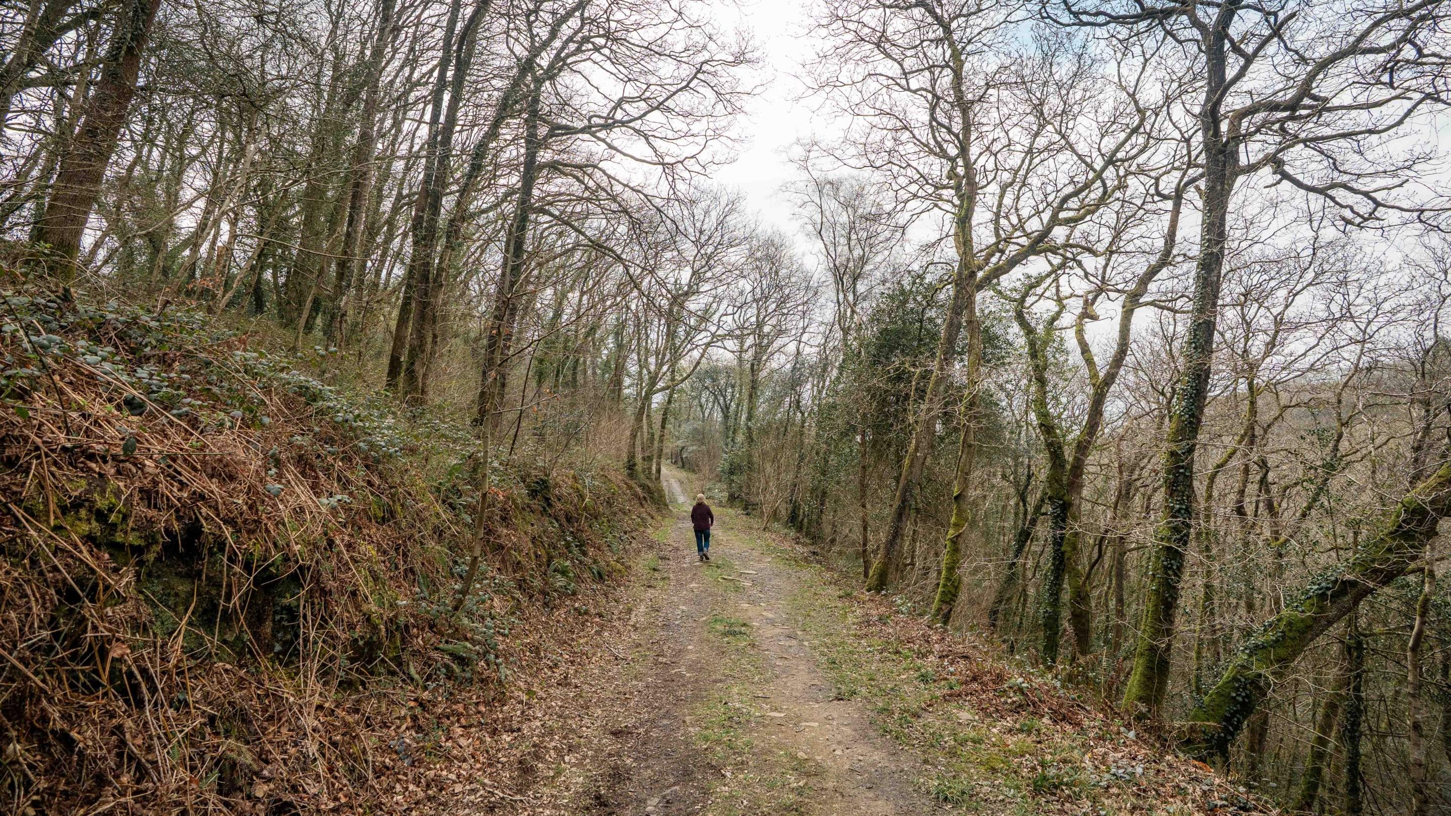 Walking through the woods