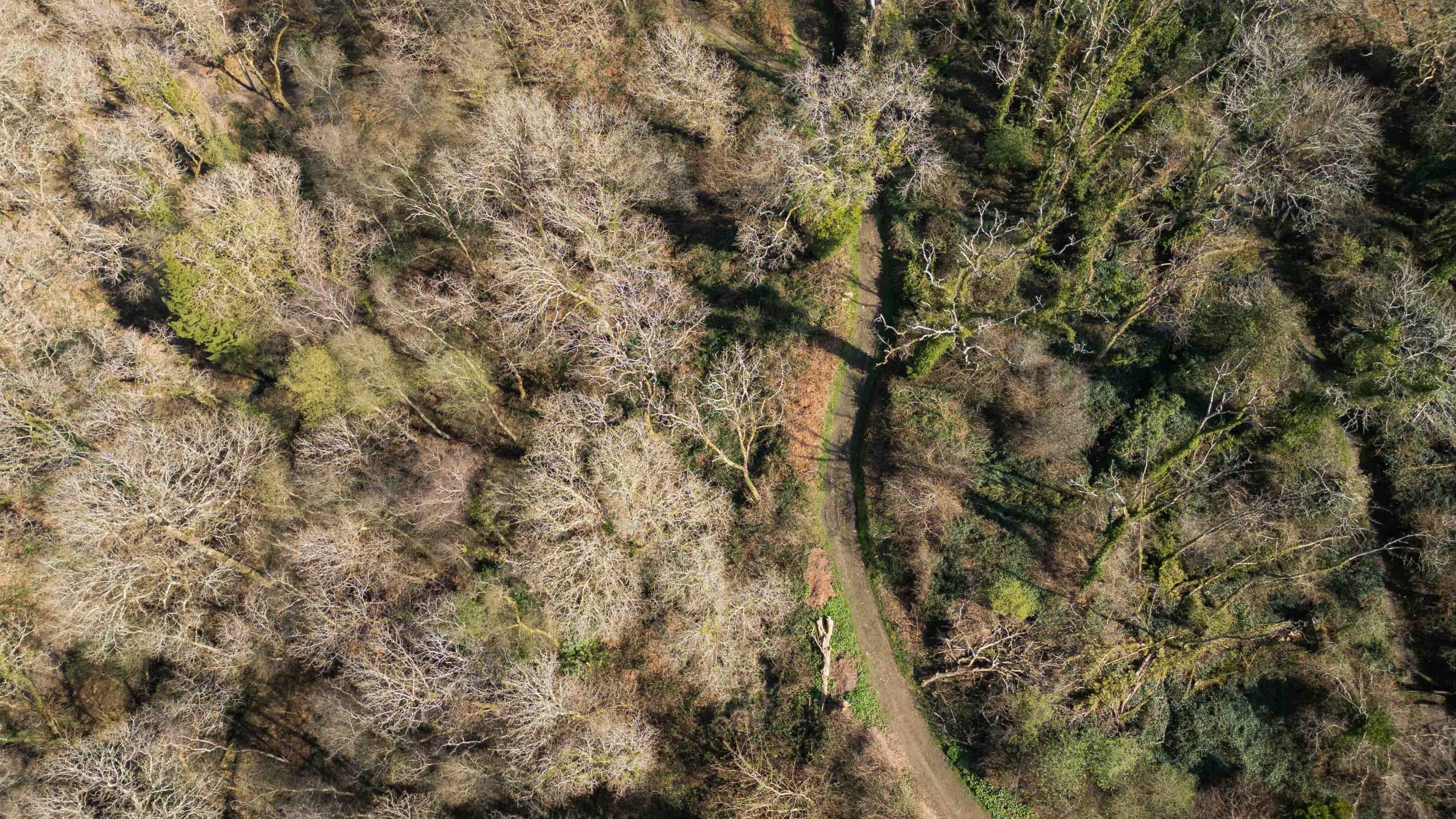 Colby estate woodland from above