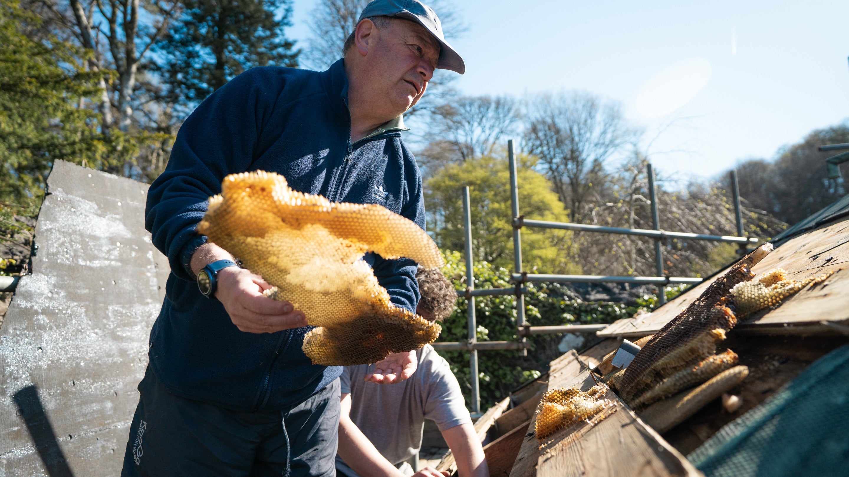 A man holds a piece of honey comb on the rooftop of Colby Gazebo during removal of a bee colony, Colby Woodland Garden, Pembrokeshire
