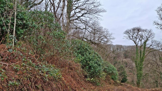 Gwaredu’r Rhywogaethau Estron Goresgynnol
