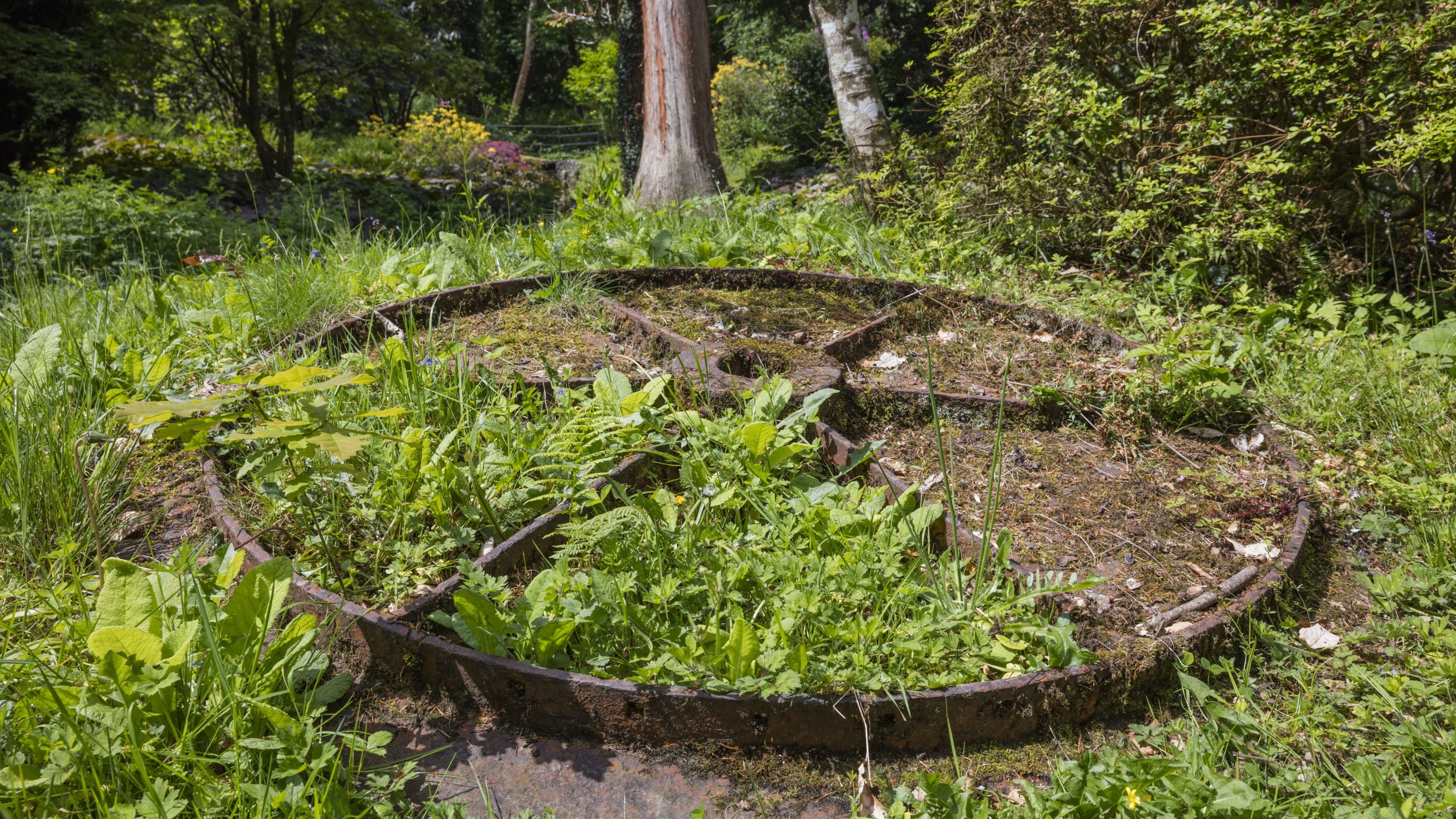 A large wheel lies on the woodland floor at Colby Woodland Garden, Pembrokeshire. Plants have grown in each section of the wheel.