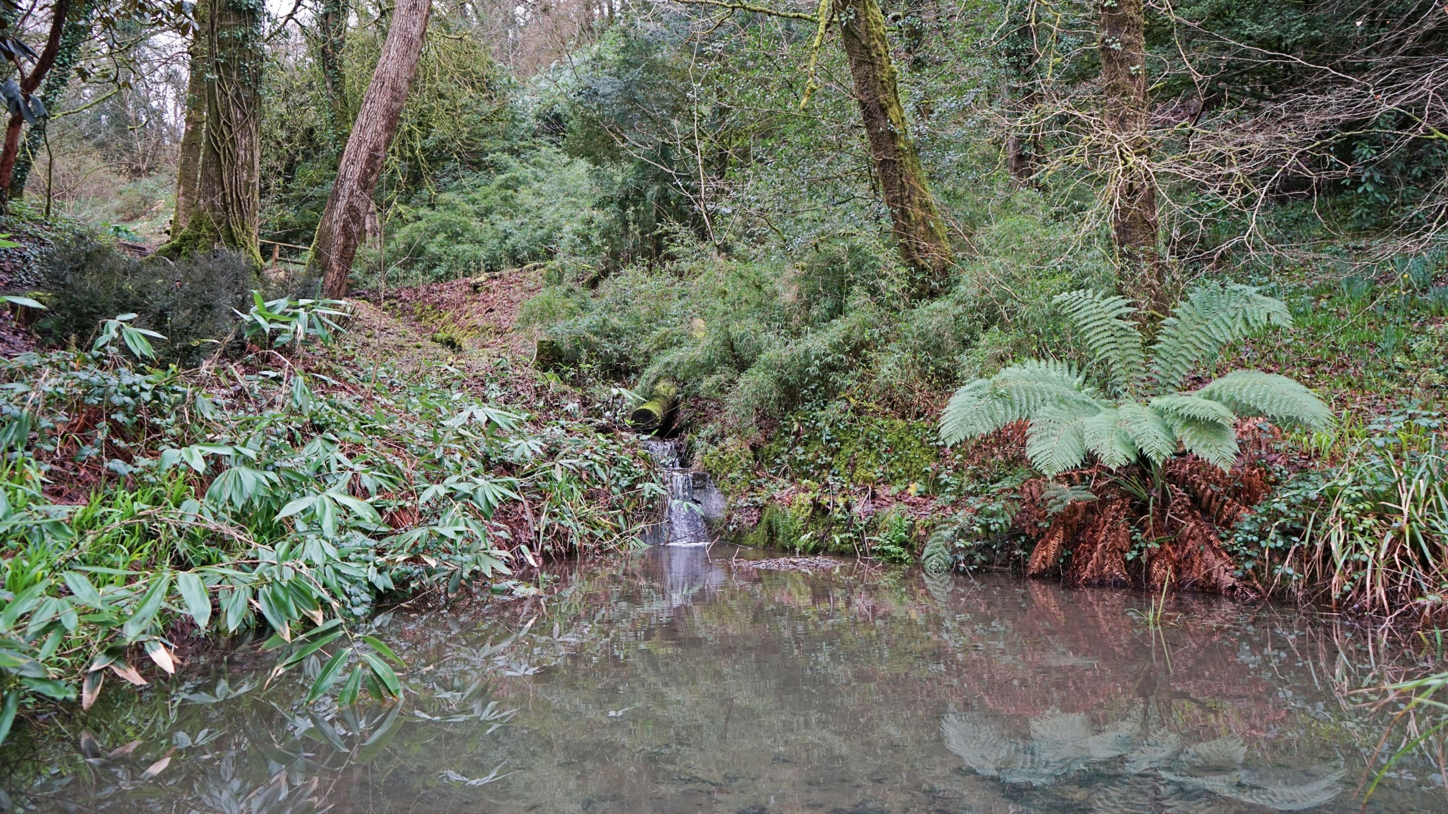 Visit Colby Woodland Garden in the spring