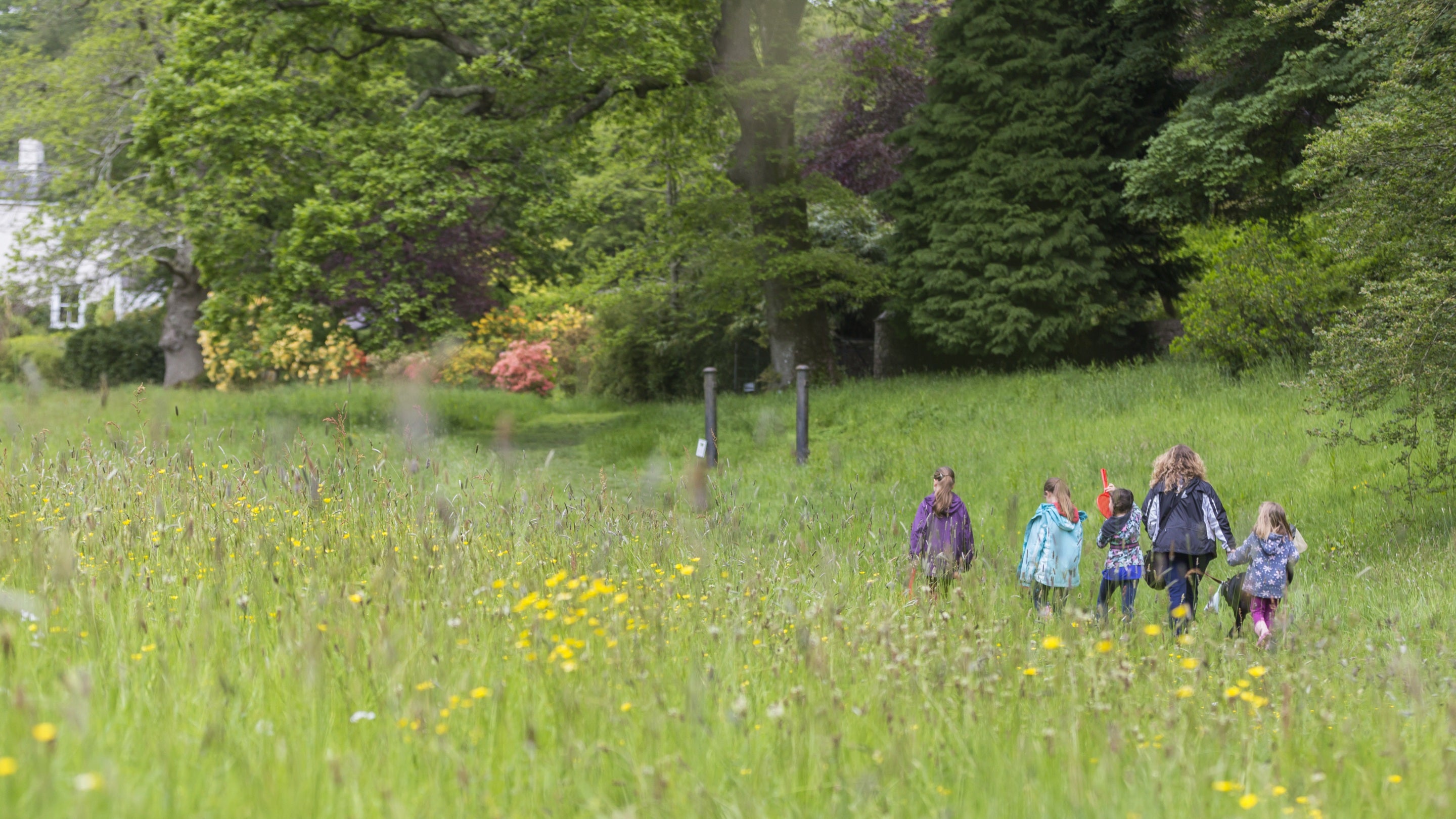 Teulu’n cerdded yn y ddôl blodau gwyllt, Sir Benfro