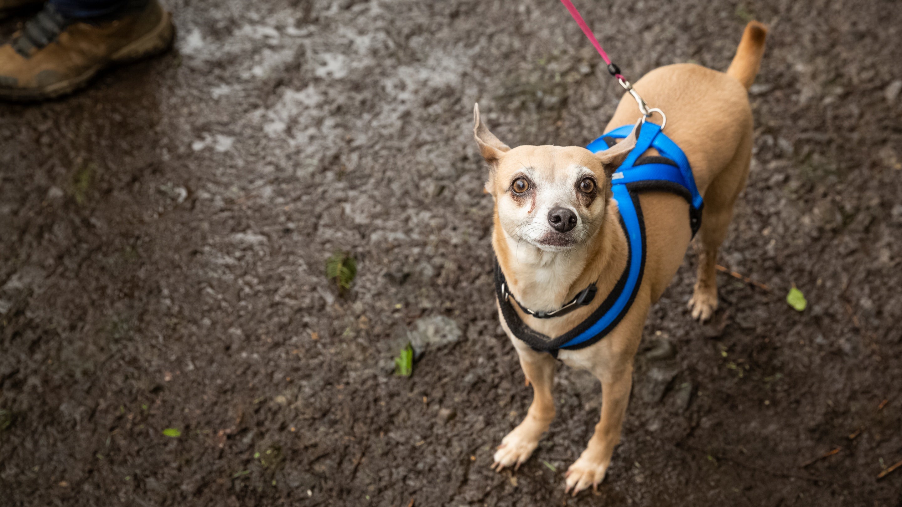 Ci bach annwyl yng Ngardd Goetir Colby, Sir Benfro dros y gaeaf
