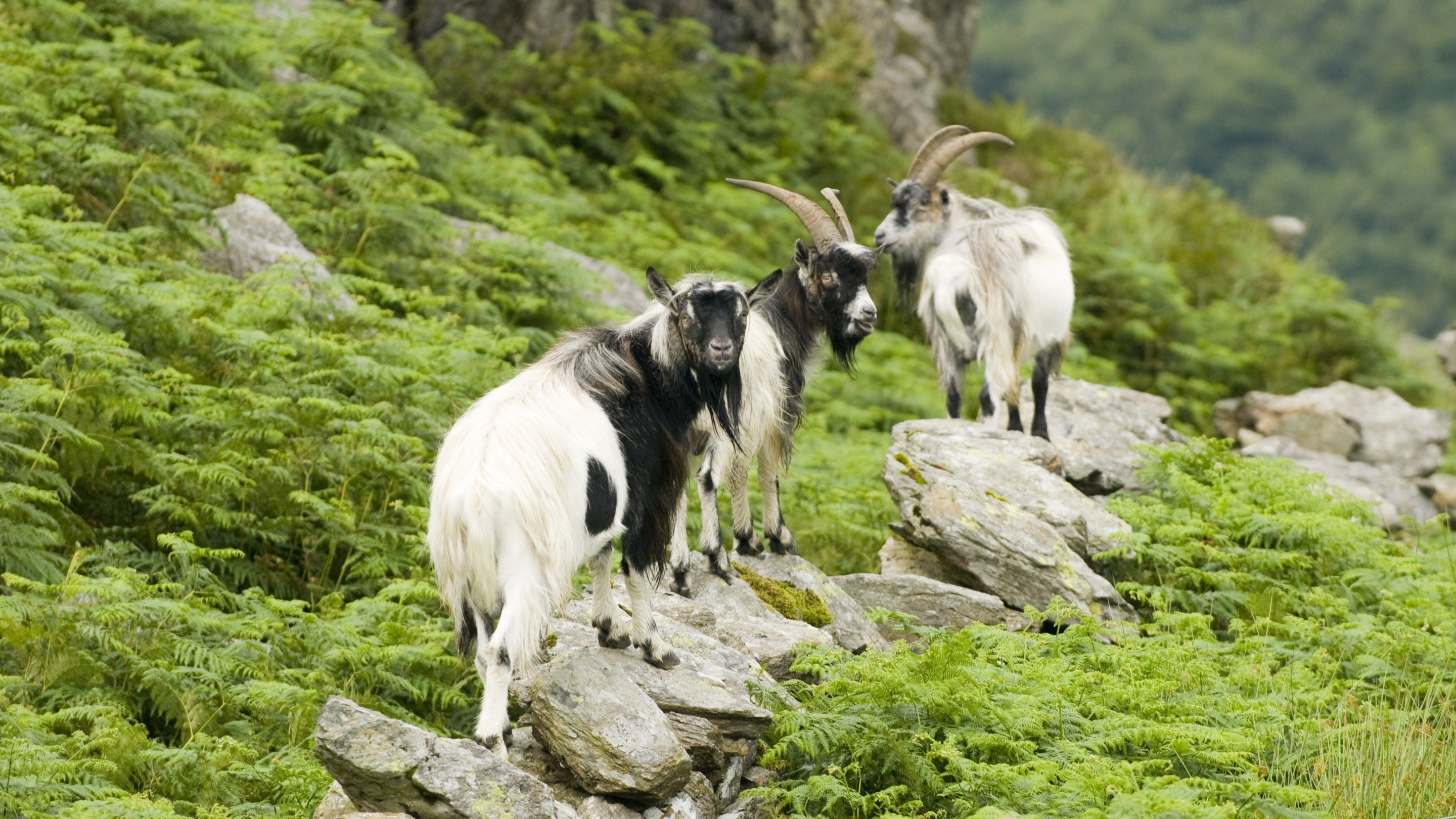 Wild mountain goats on Hafod Y Llan farm, Snowdonia