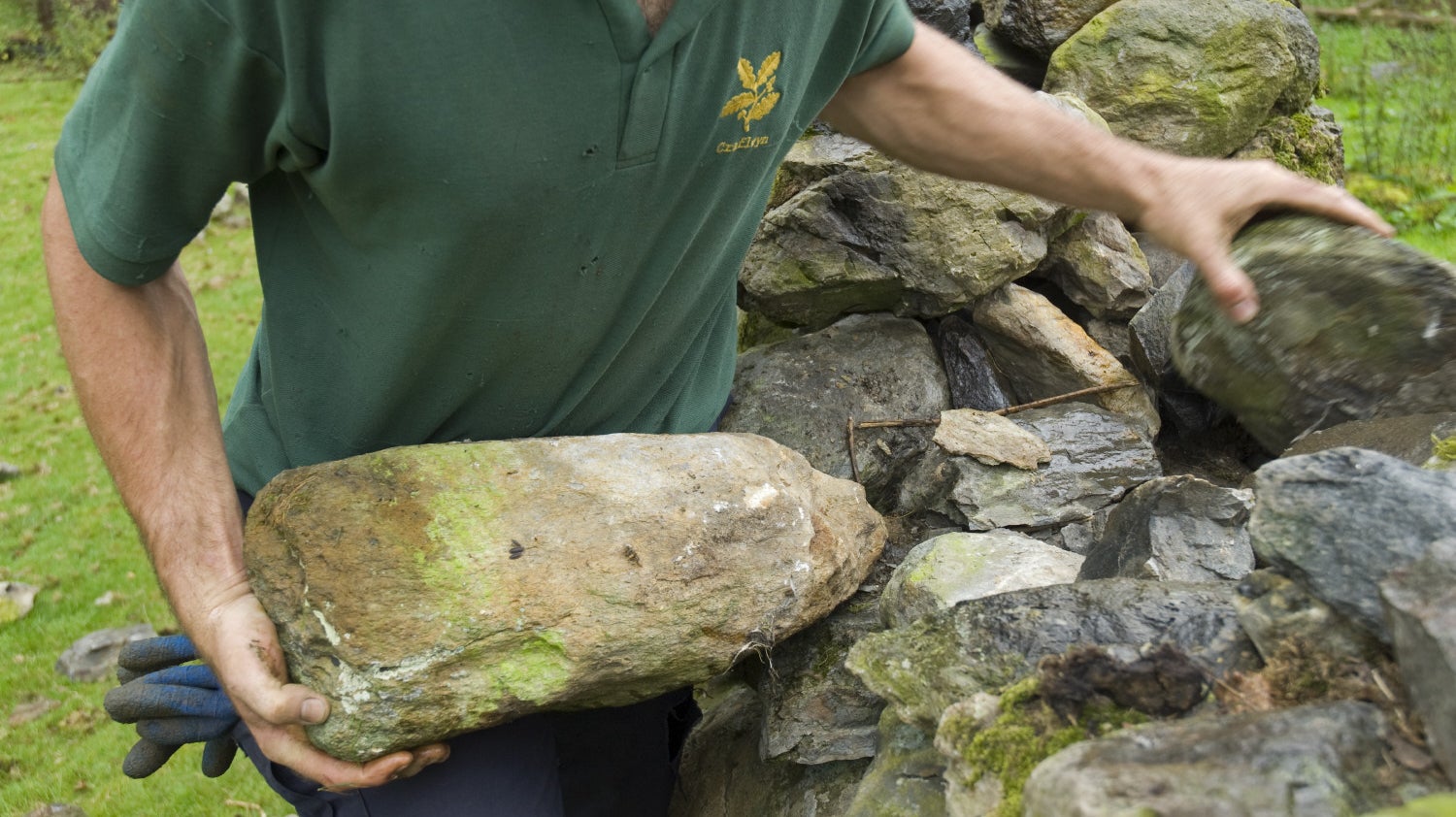 Male volunteer wearing National Trust shirt lifting stone onto a dry stone wall