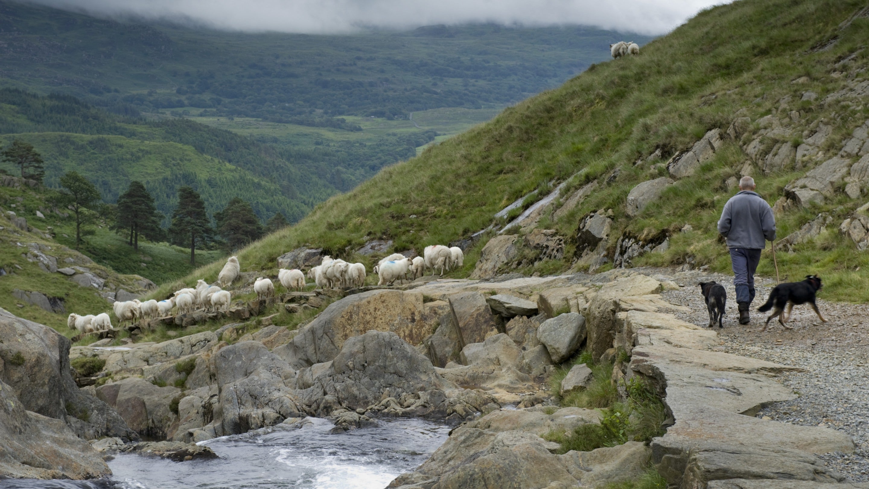 Shepherd and sheep dogs driving sheep down the Watkin Path at Cwm Llan on Hafod y Llan farm, Snowdonia, Wales