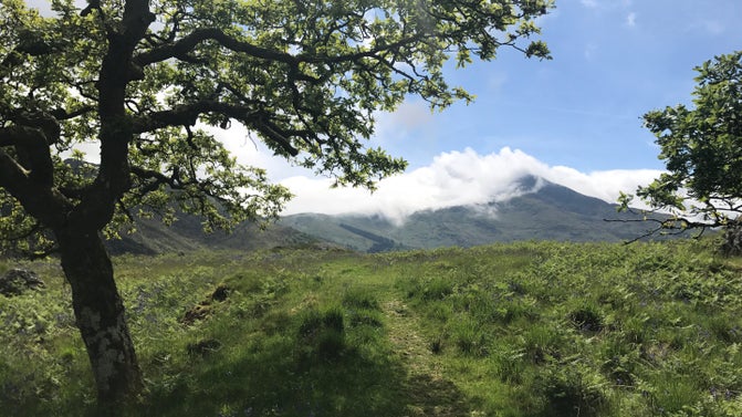 A view from Dinas Emrys, Beddgelert, North Wales, looking towards a cloud-covered peak with a tree in the foreground.