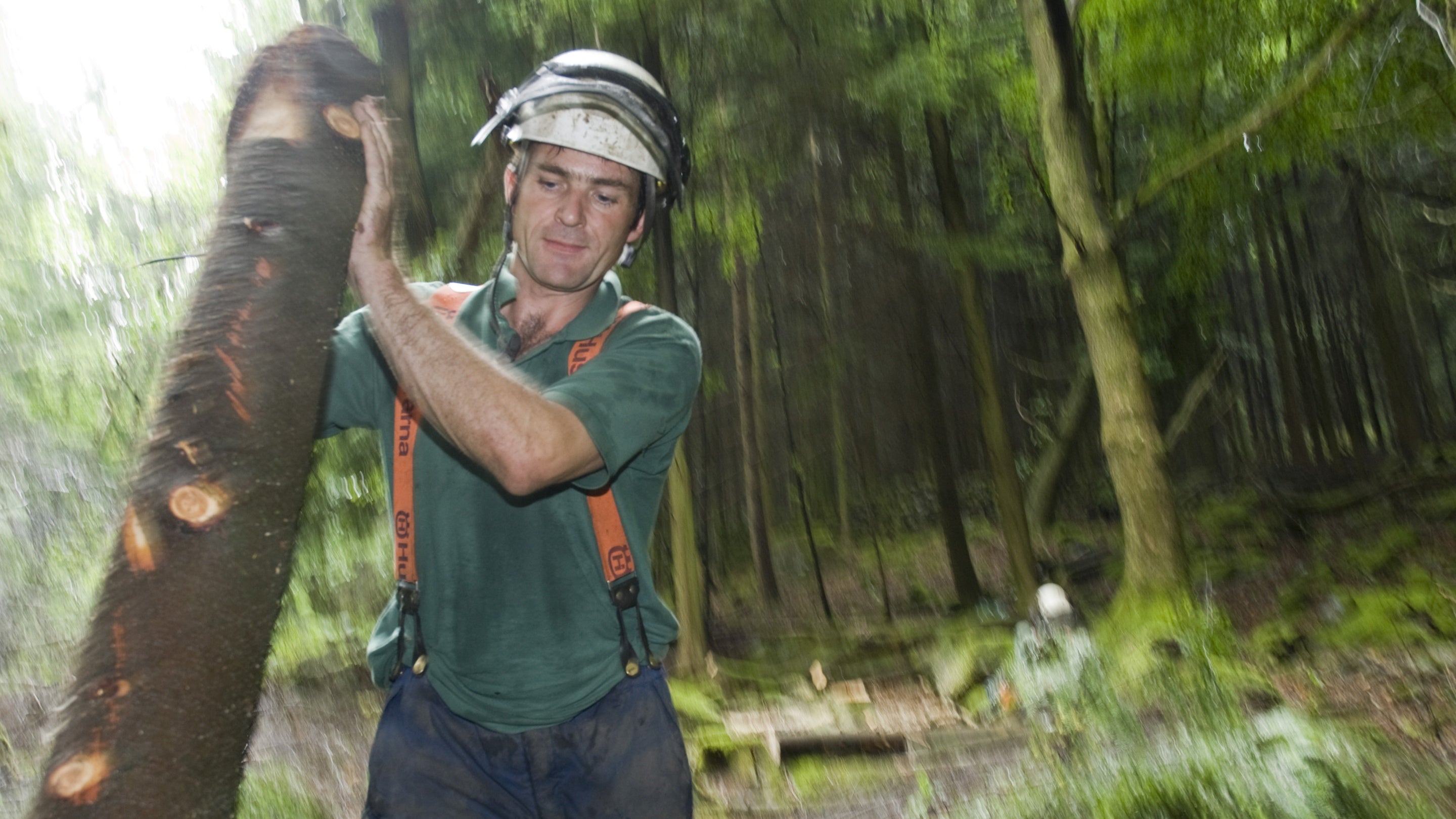 A warden cutting down trees on the Hafod y Llan estate, Snowdonia, Wales