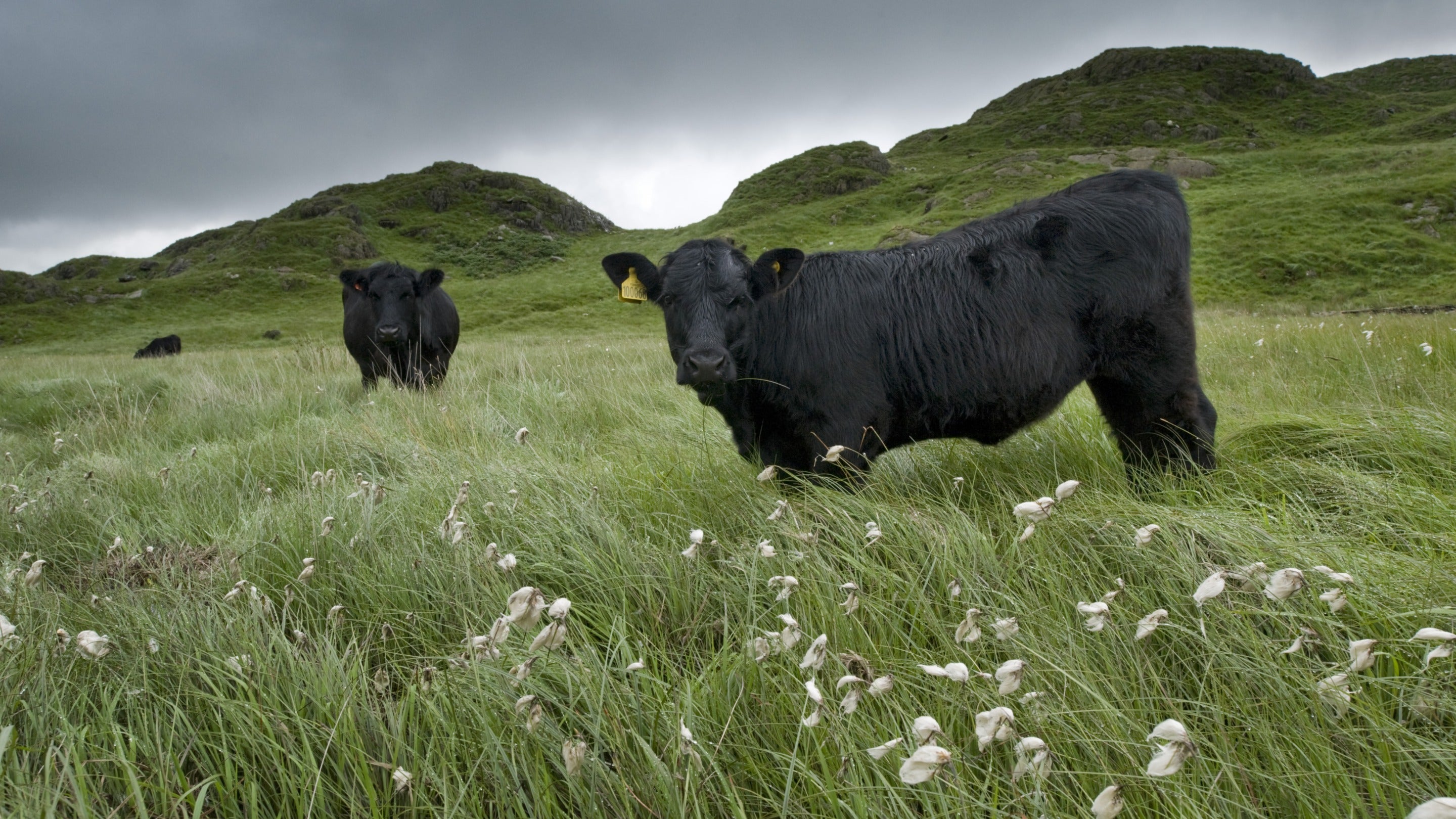 Buwch Ddu Gymreig ymysg plu’r gweunydd ar fferm Hafod y Llan, Eryri, Cymru