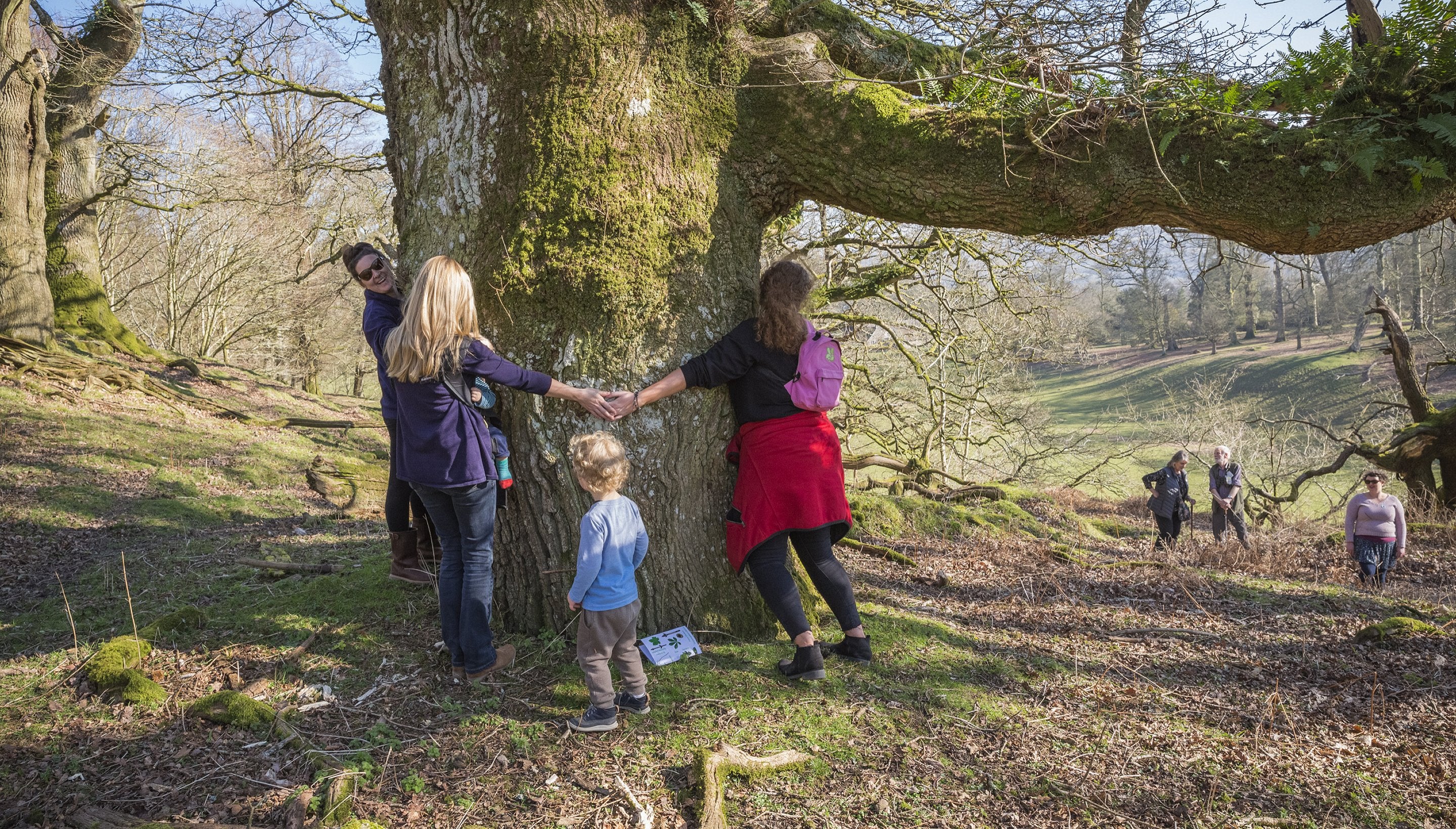 Visitors hug a tree at Dinefwr, Carmarthenshire, Wales