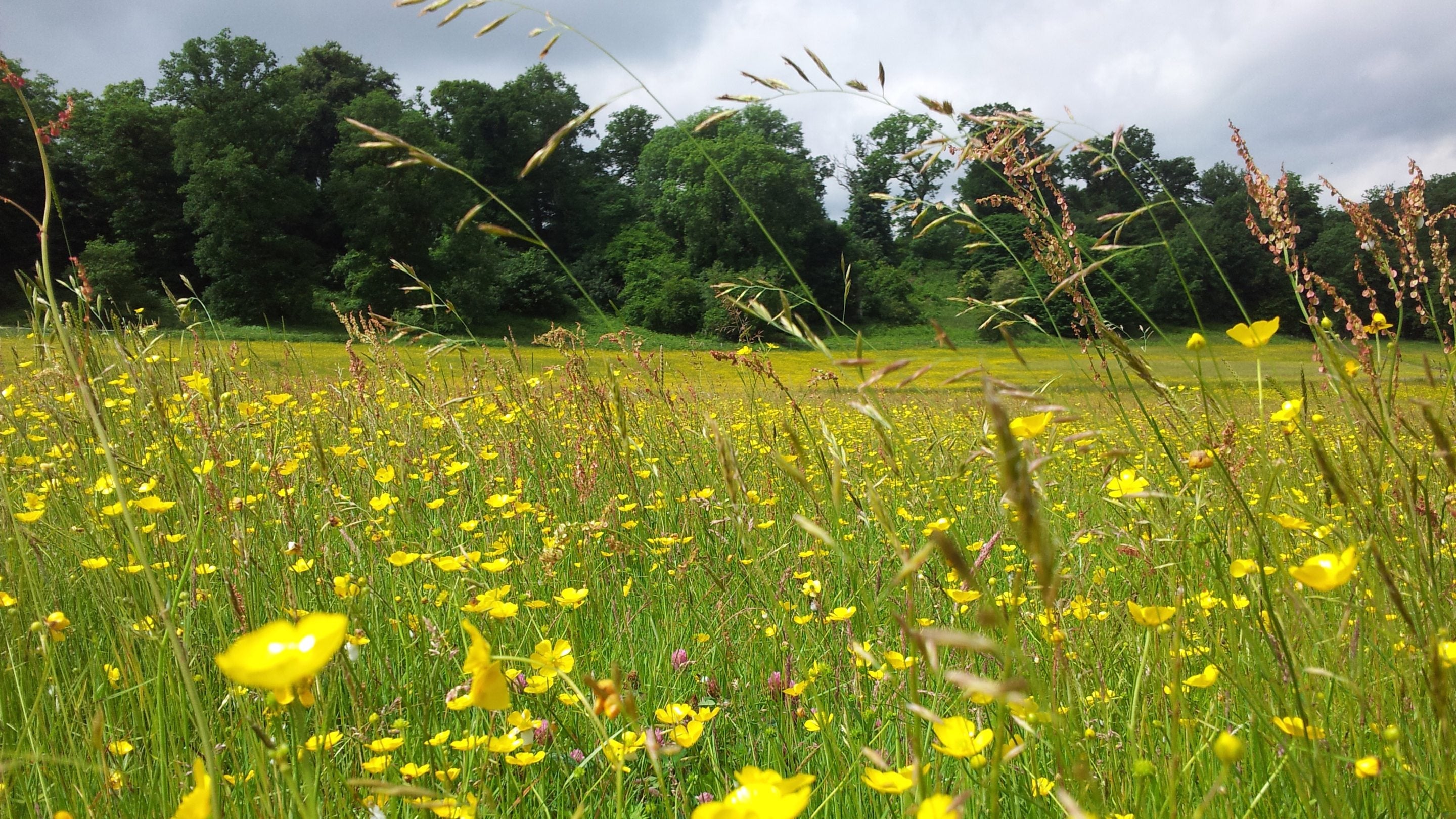 Close-up of buttercups in a wildflower meadow with woodland in the distance at Dinefwr, Carmarthenshire