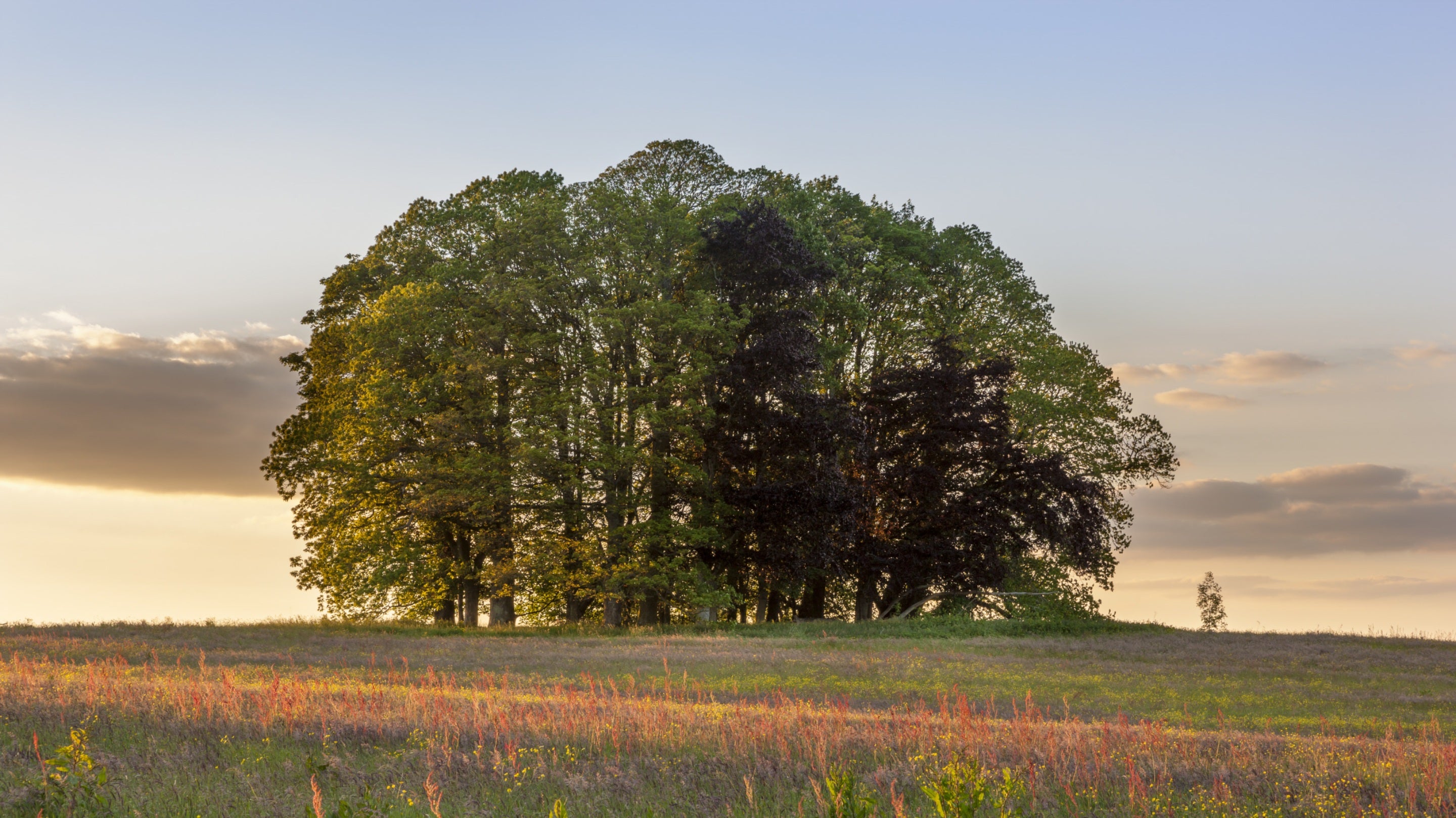 A view of open parkland at Dinefwr in low sunlight, with a clump of tall trees in leaf on the horizon