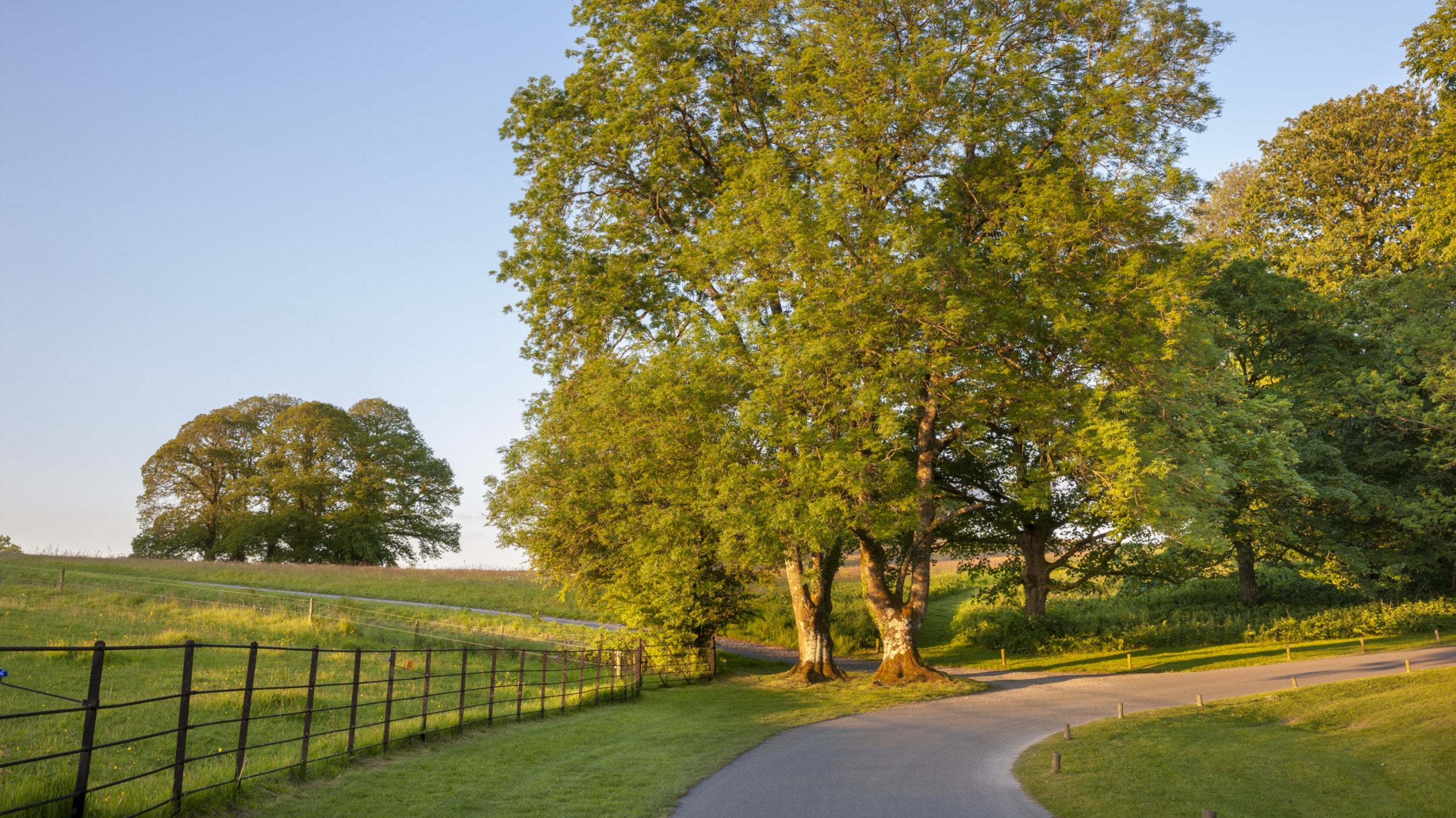 The sweeping driveway at Dinefwr in summer, curving round to the right, bordered by green trees and grass