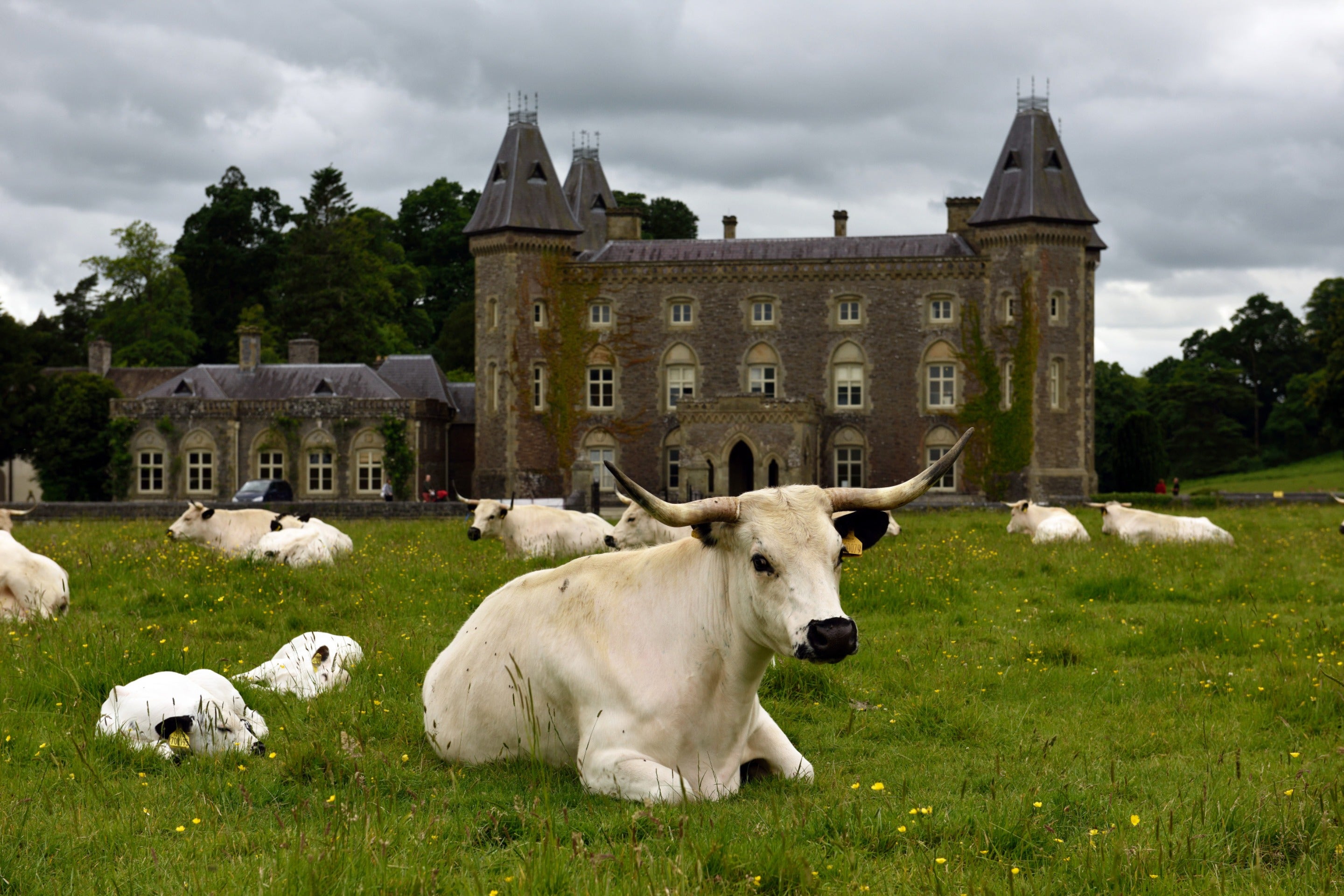 Gwartheg gwyn eiconig Dinefwr yn Sir Gaerfyrddin, Cymru.