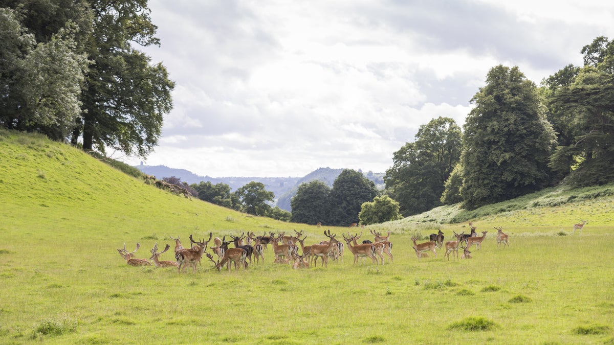 Dinefwr Park wildlife walk Wales National Trust