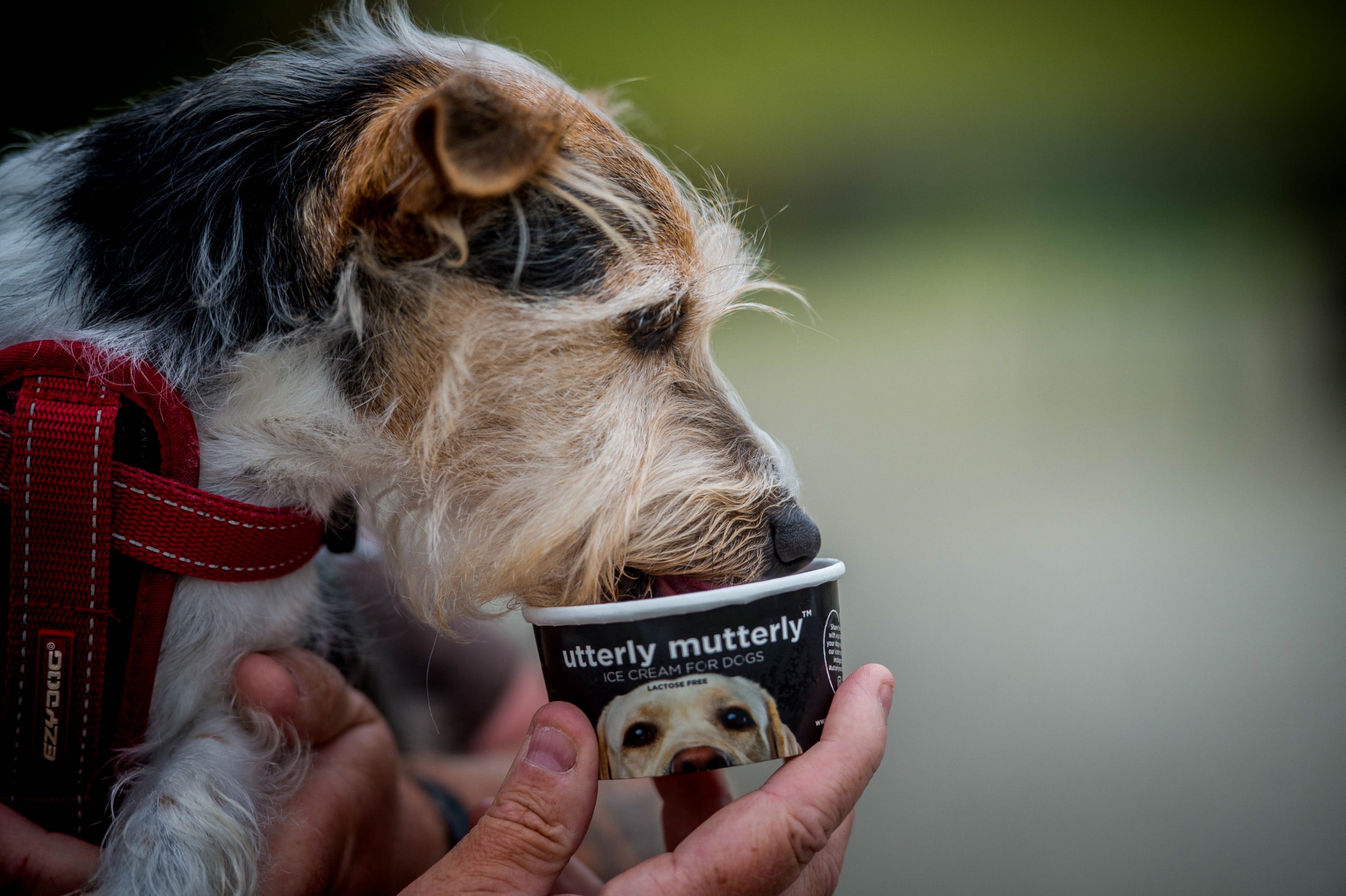 Dog eating doggie ice cream, Dinefwr