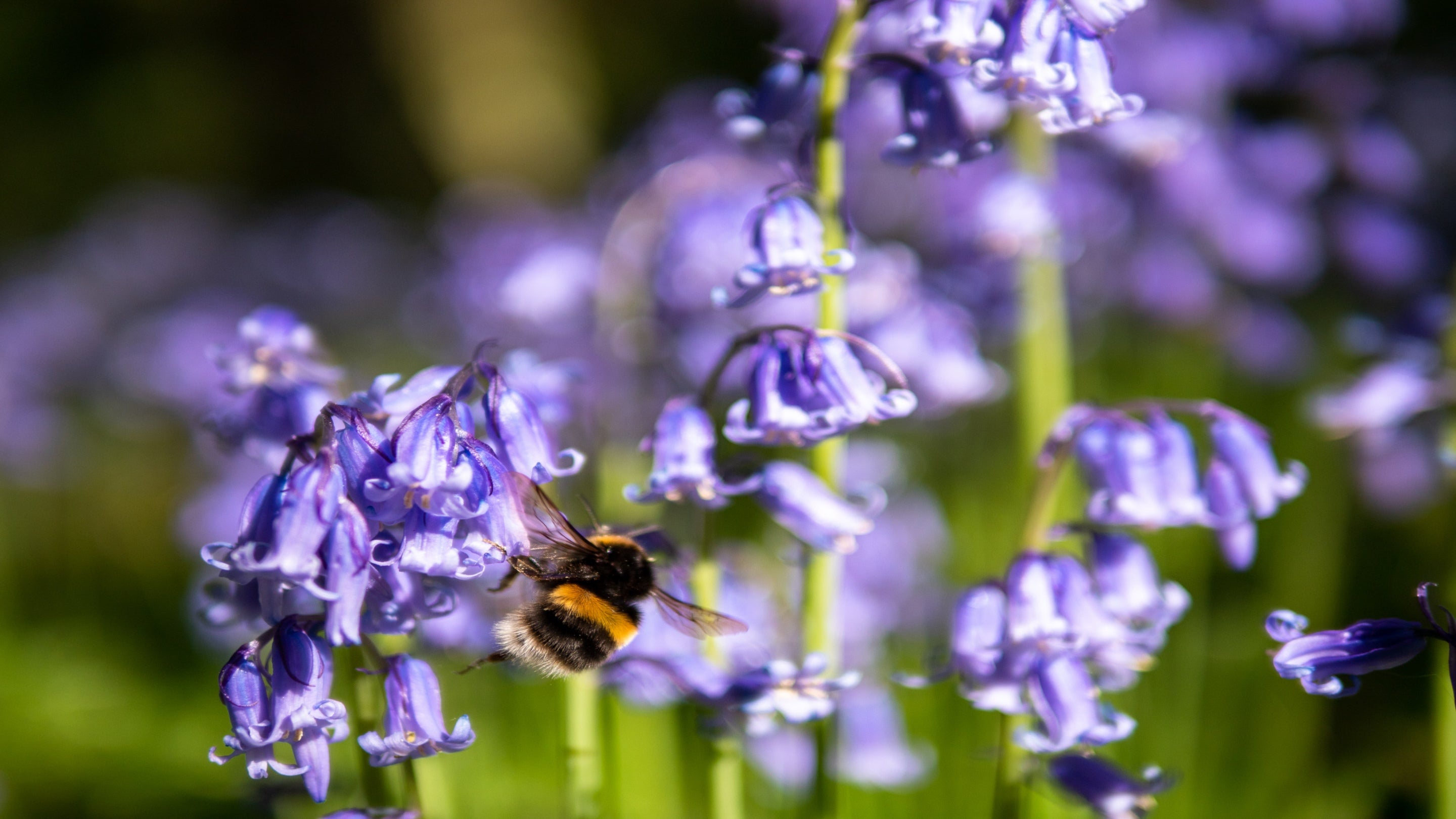 A bee in the bluebells at Castle Ward, County Down